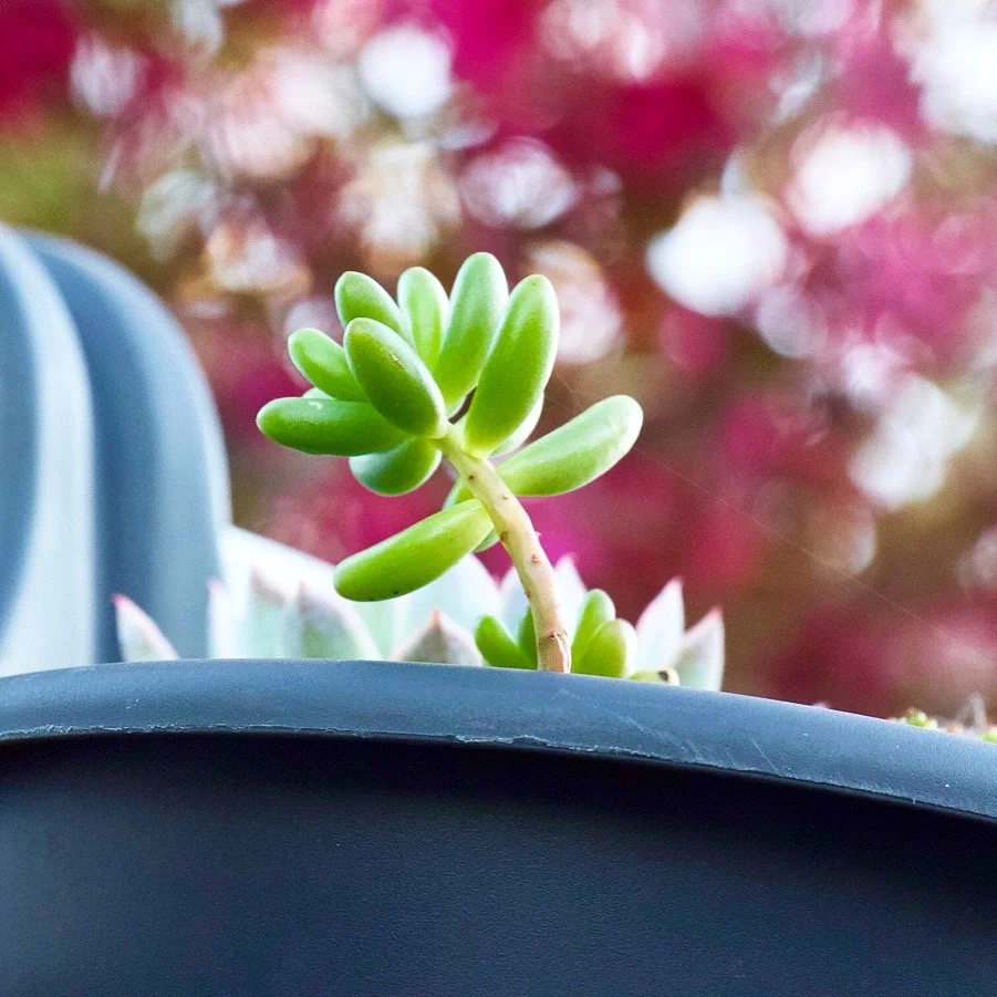Photography of succulents, New Zealand garden