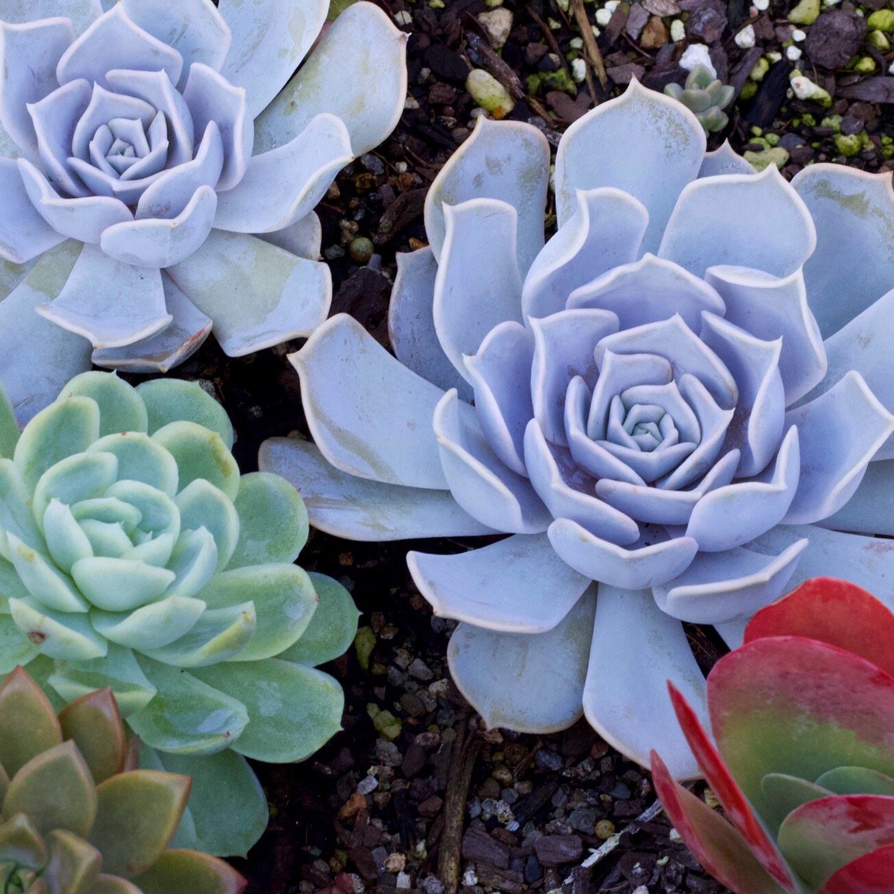 Photography of succulents, New Zealand garden