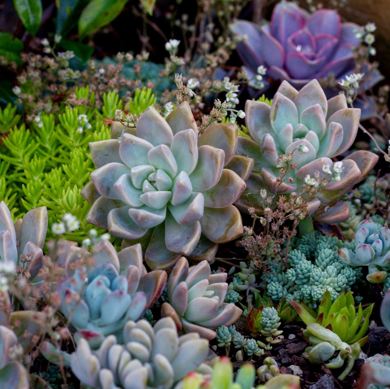 Photography of succulents, New Zealand garden