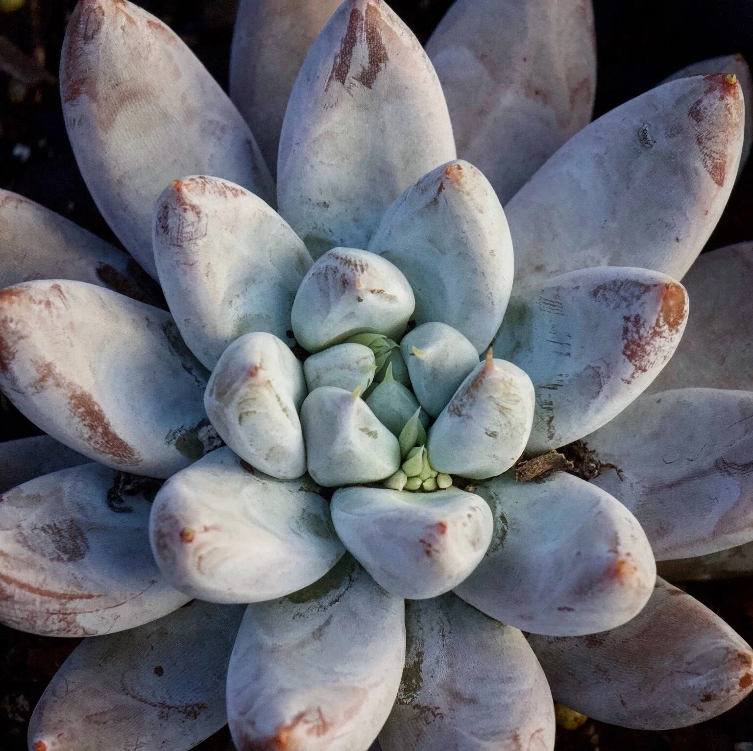 Photography of succulents, New Zealand garden