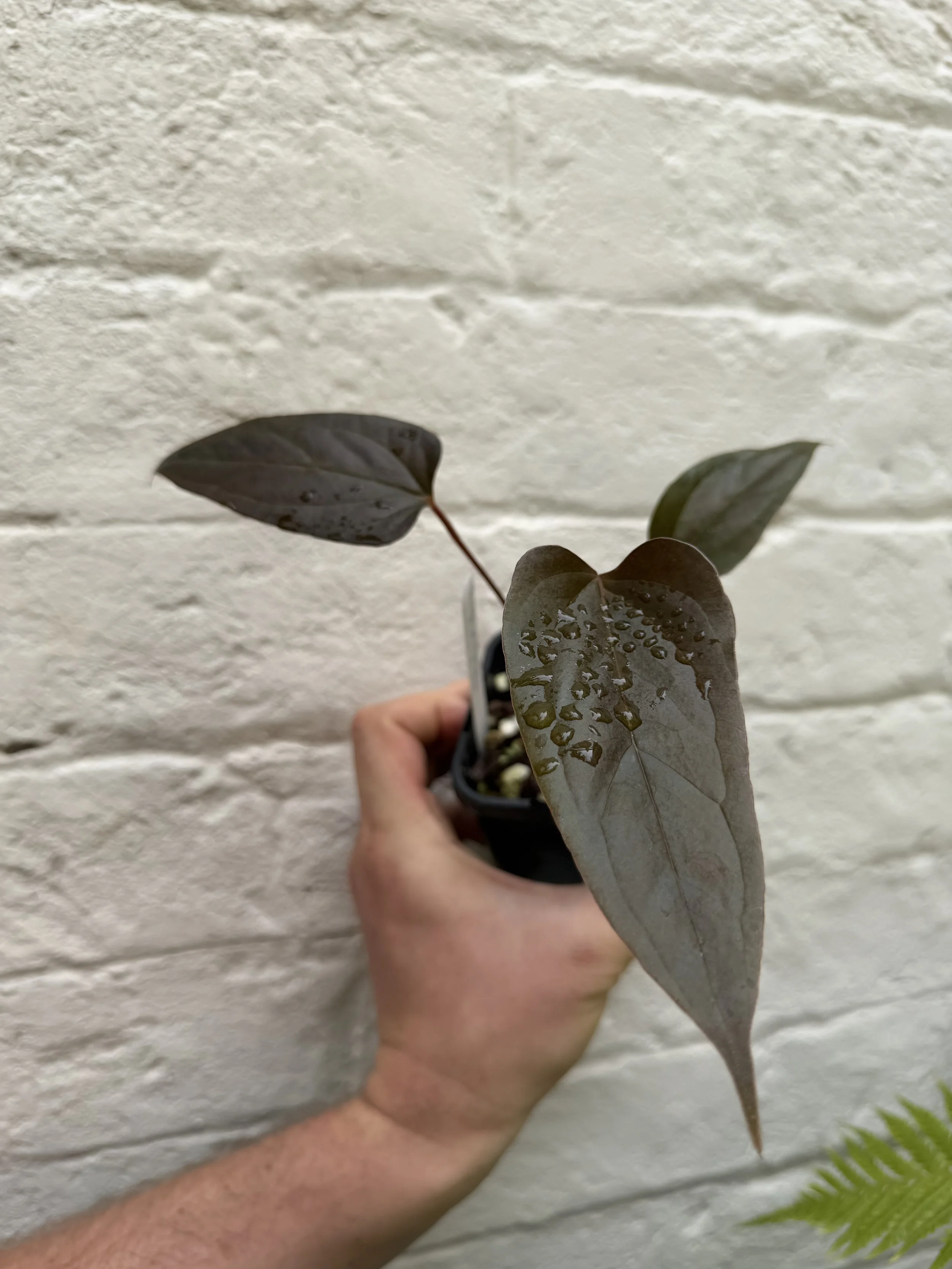 Anthurium "Red Dragon"