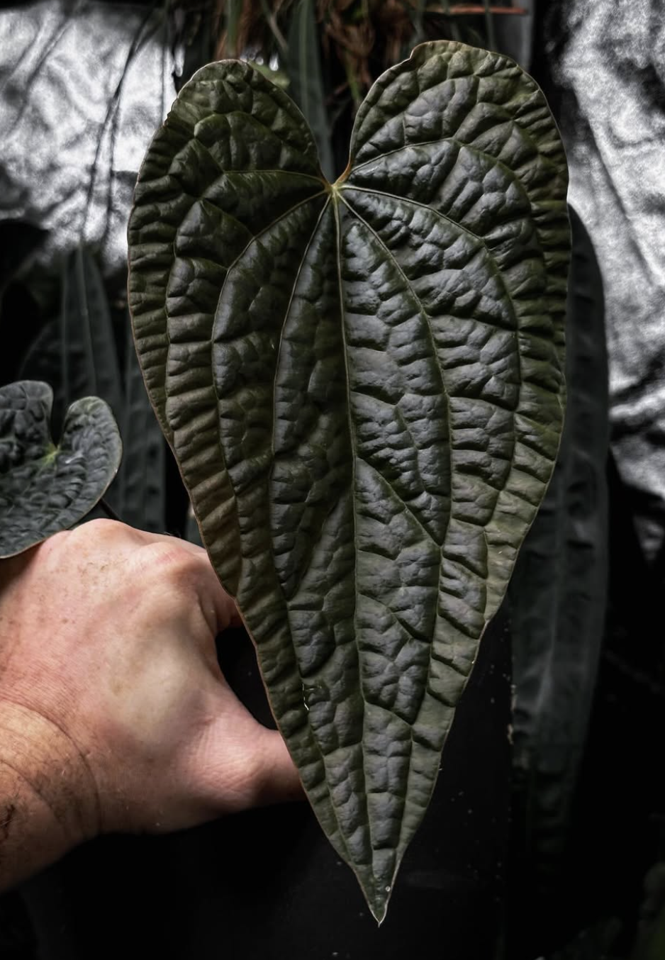 Anthurium "Magma" Special