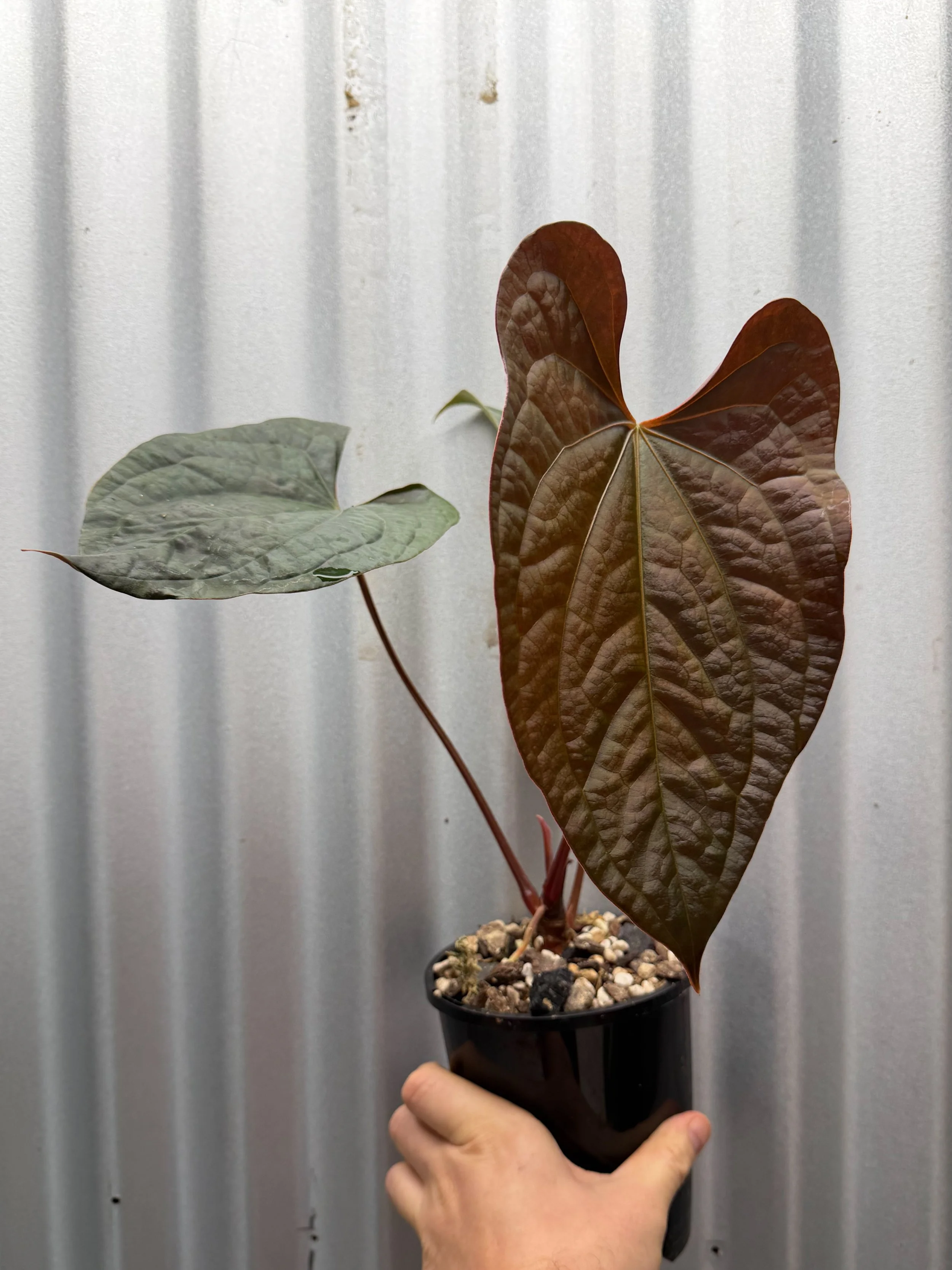 EE1F9FAE-949A-4457-9175-B4C7BDE2DF83.jpeg