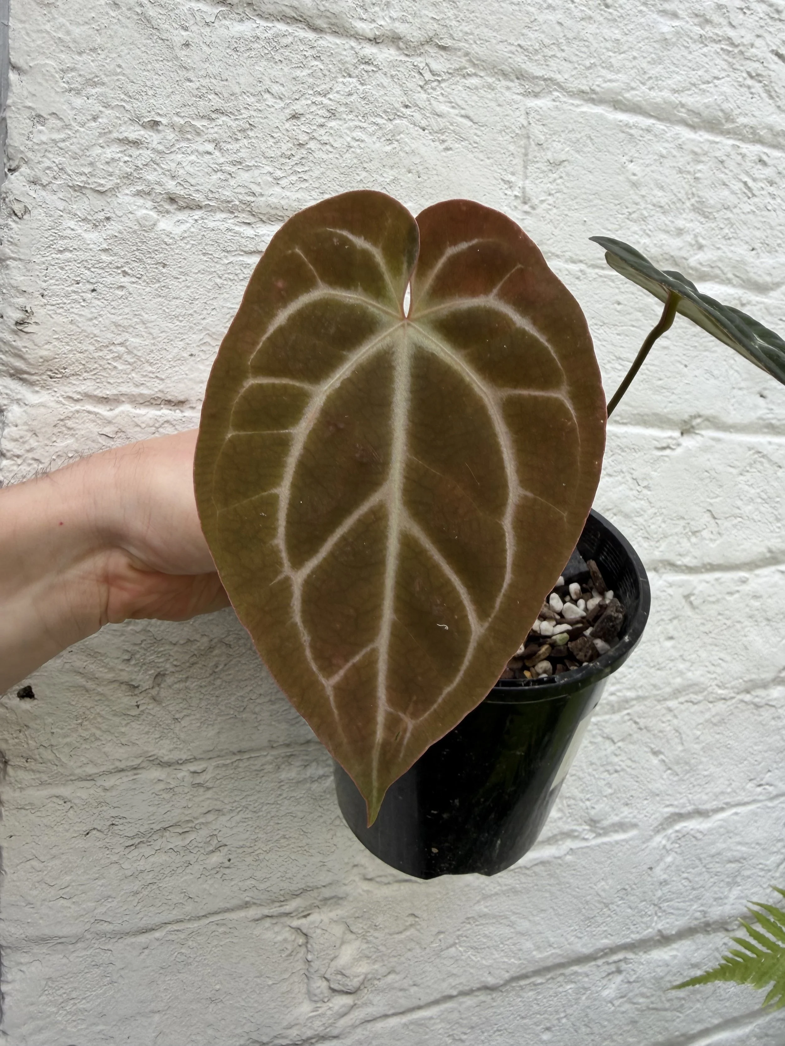 Anthurium "Frost Bite"