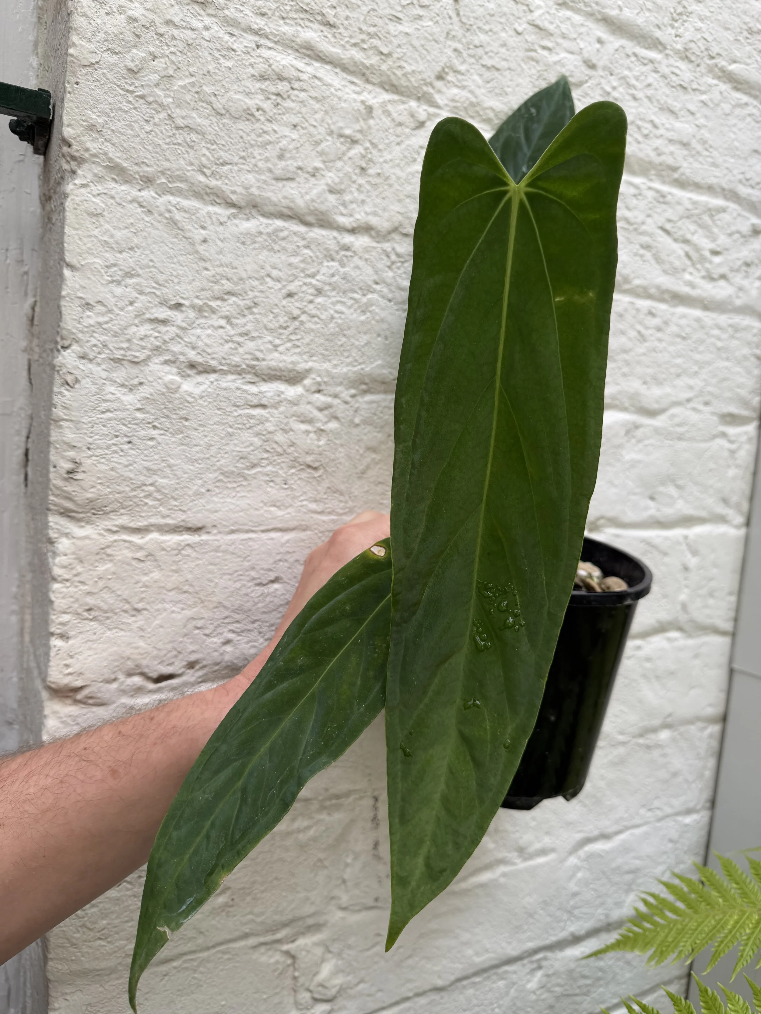 Anthurium "Phoenix Shield"