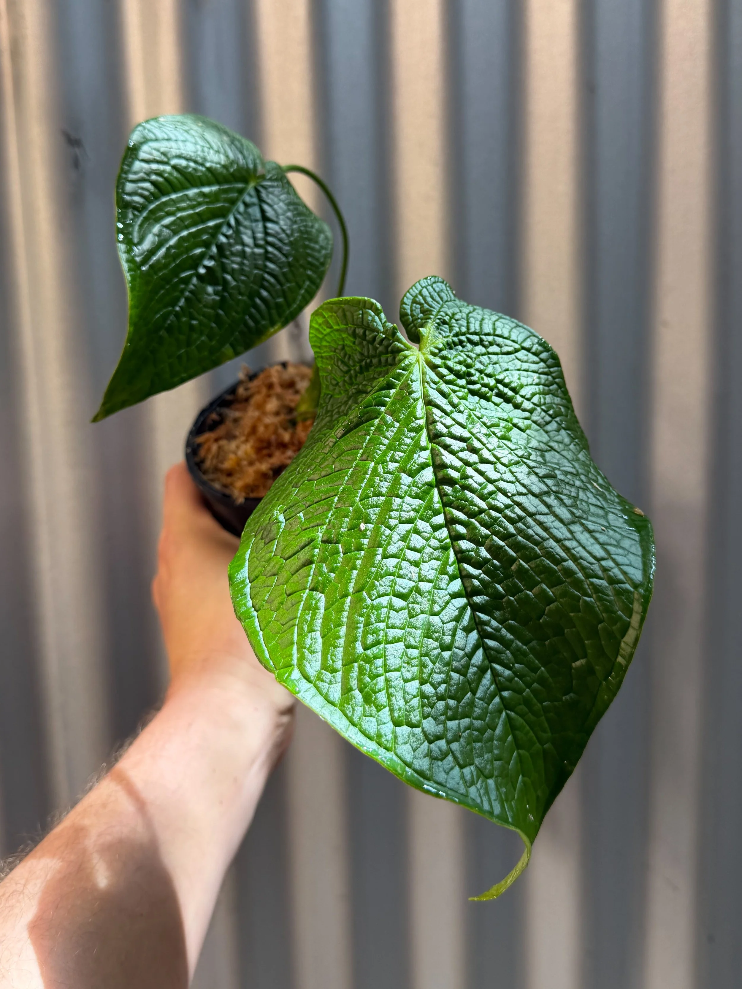 Anthurium Rugulosum var crinitum