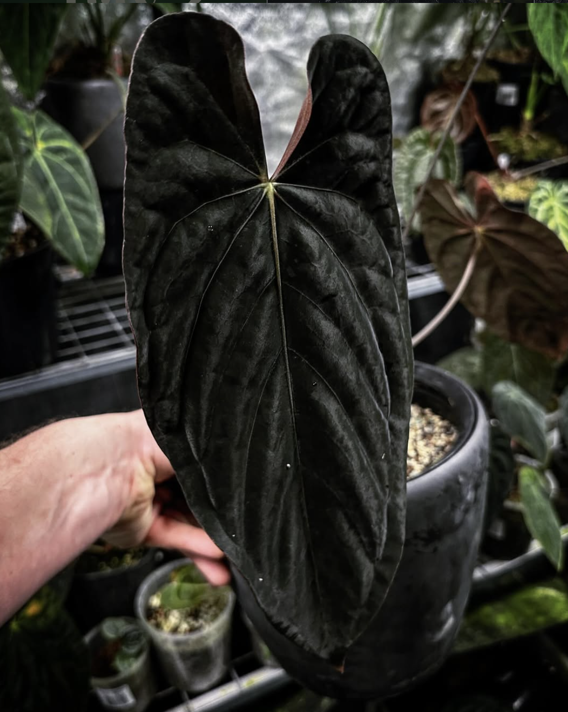 Screenshot 2026-03-16 at 1.47.41 pm.png