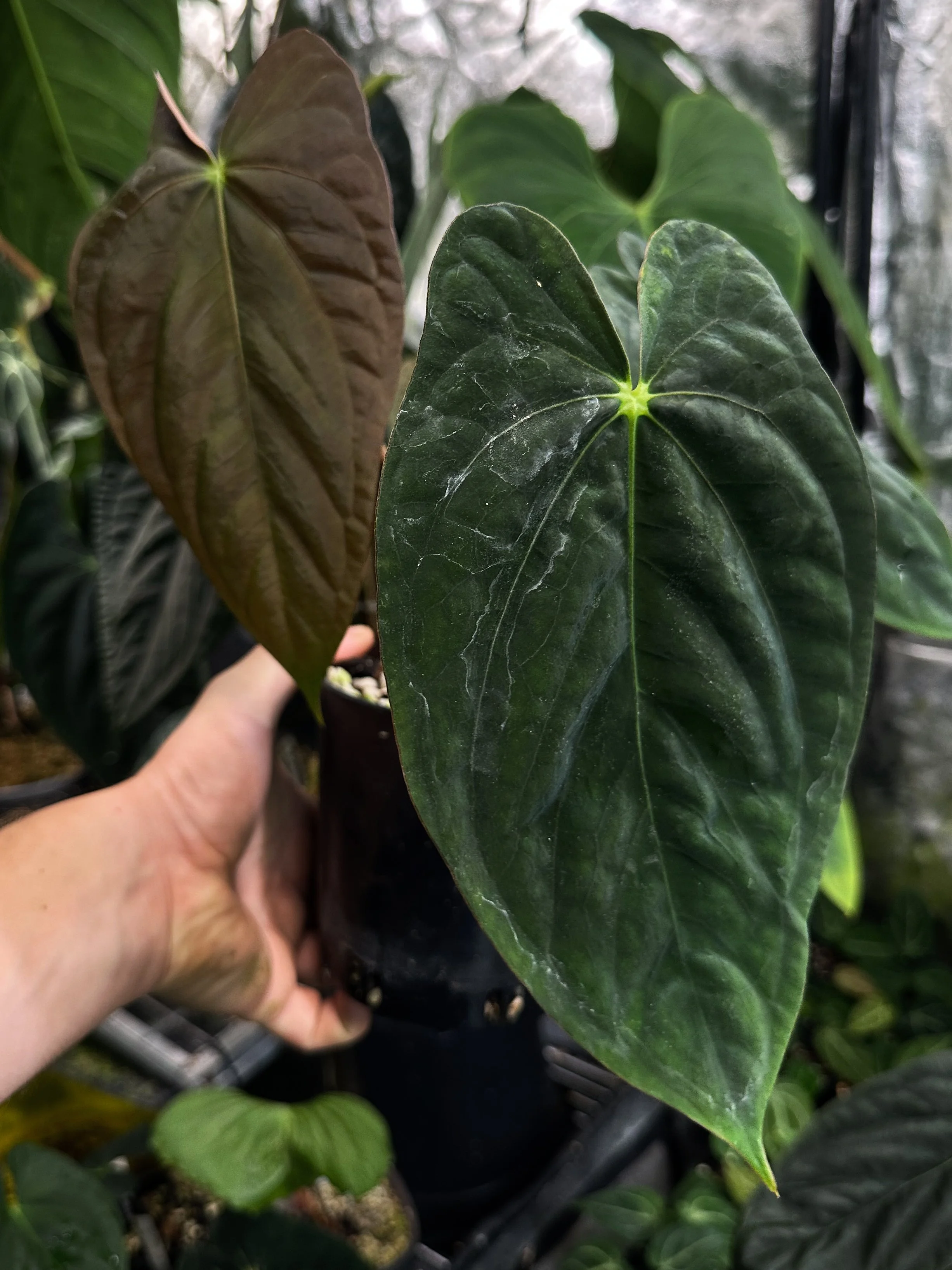 Anthurium Gemini (1)