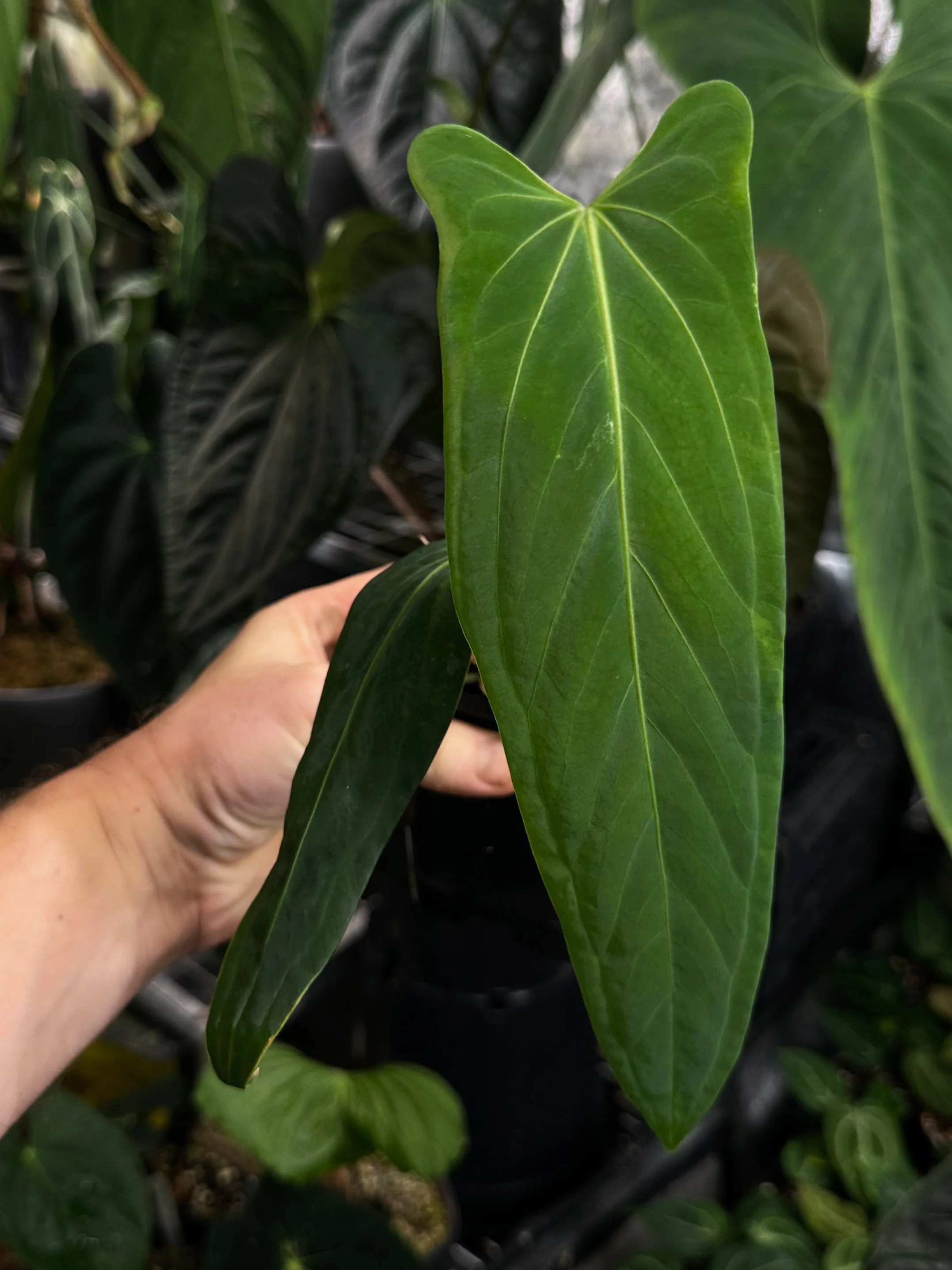 Anthurium "Phoenix Shield"