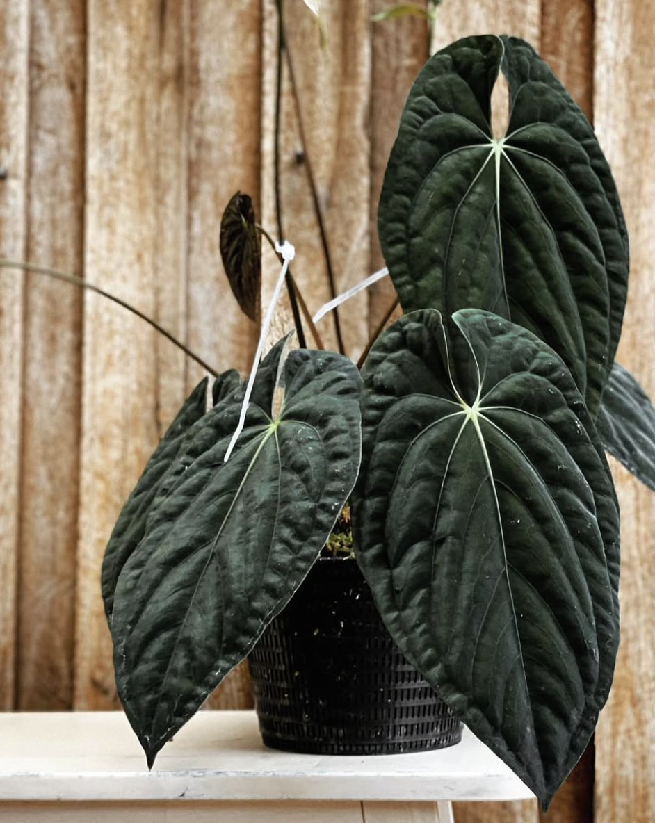 Anthurium Papillilaminum x Dressleri (JS Clone)
