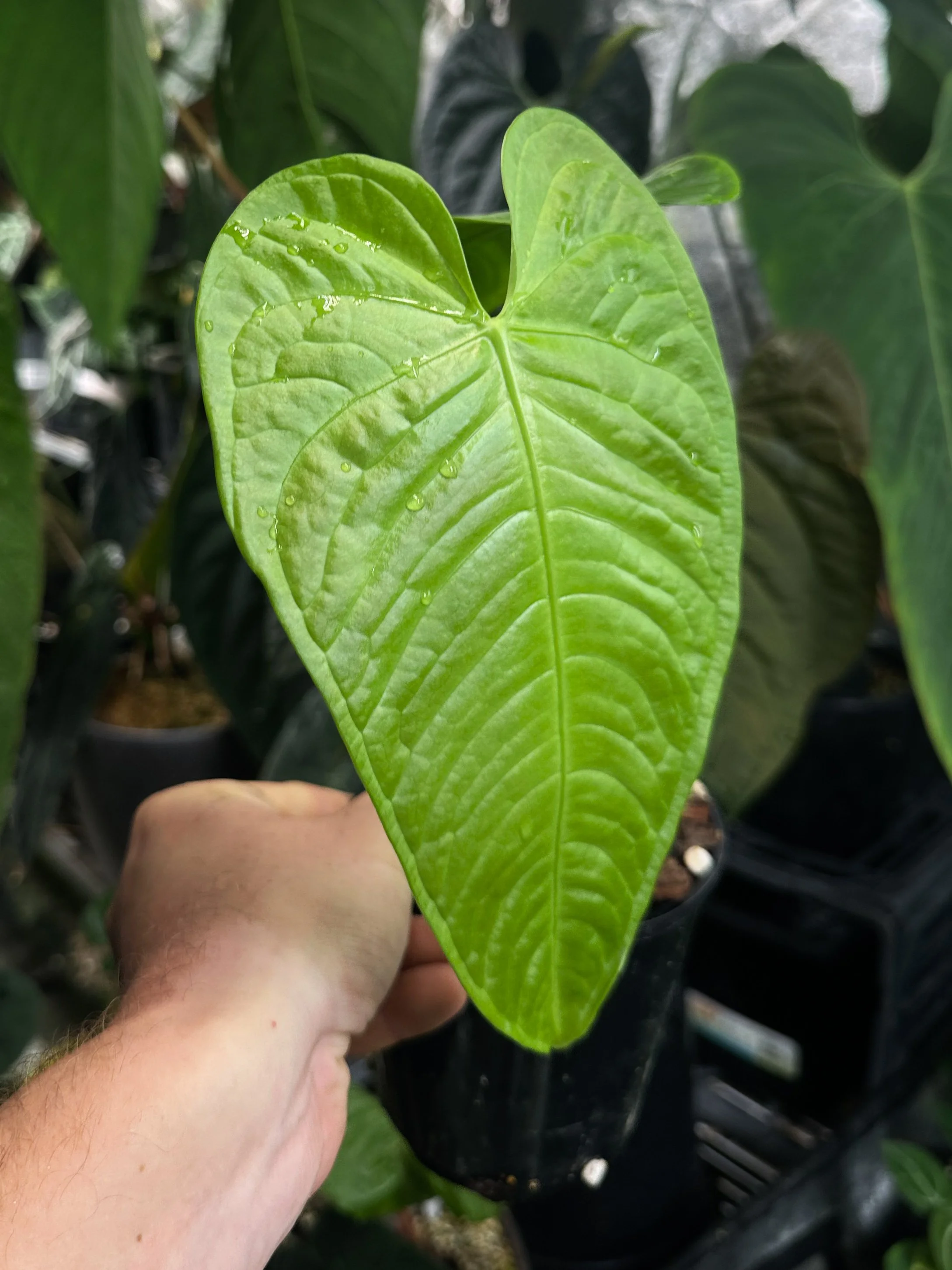 Anthurium"Salsa Verde" 1