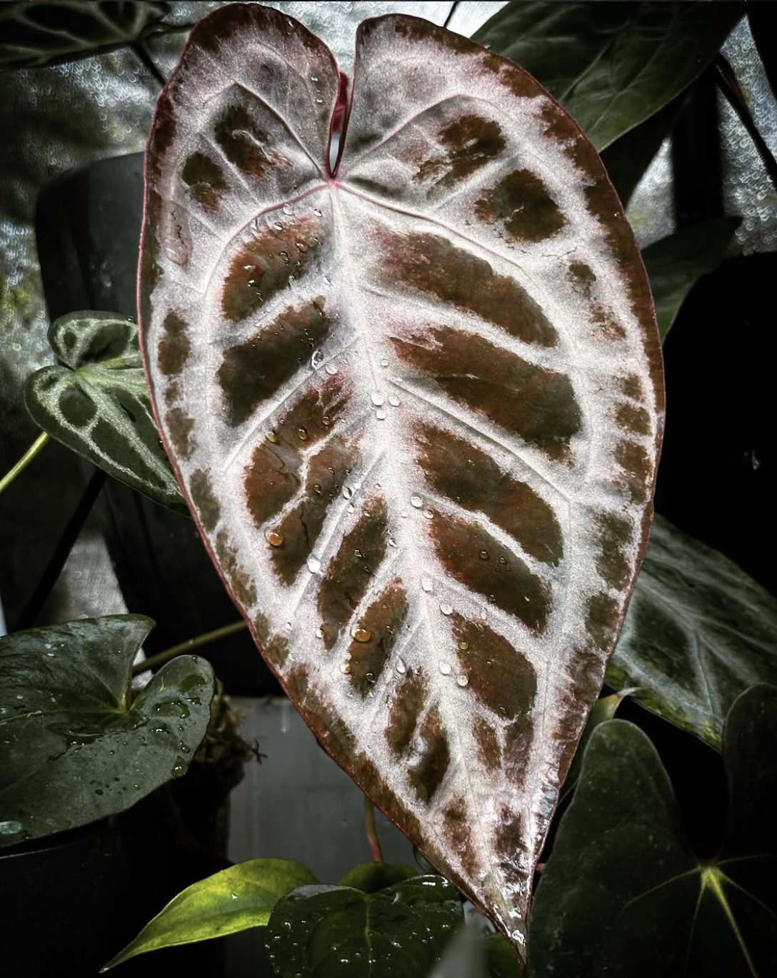 Anthurium Silver Chrome