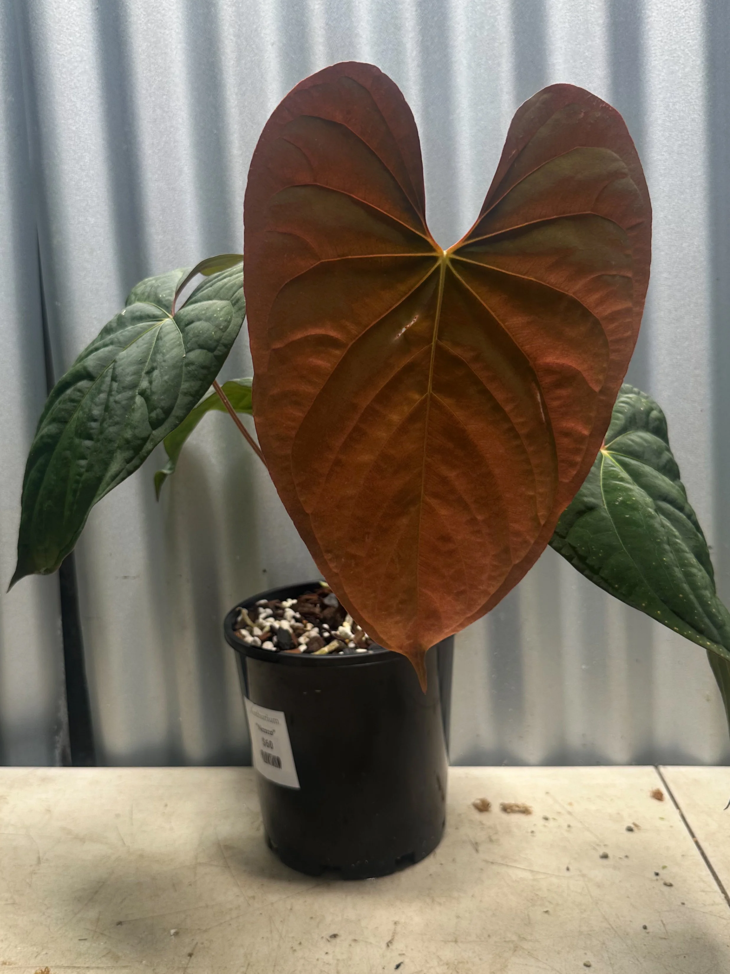 Anthurium "Nazca" 1
