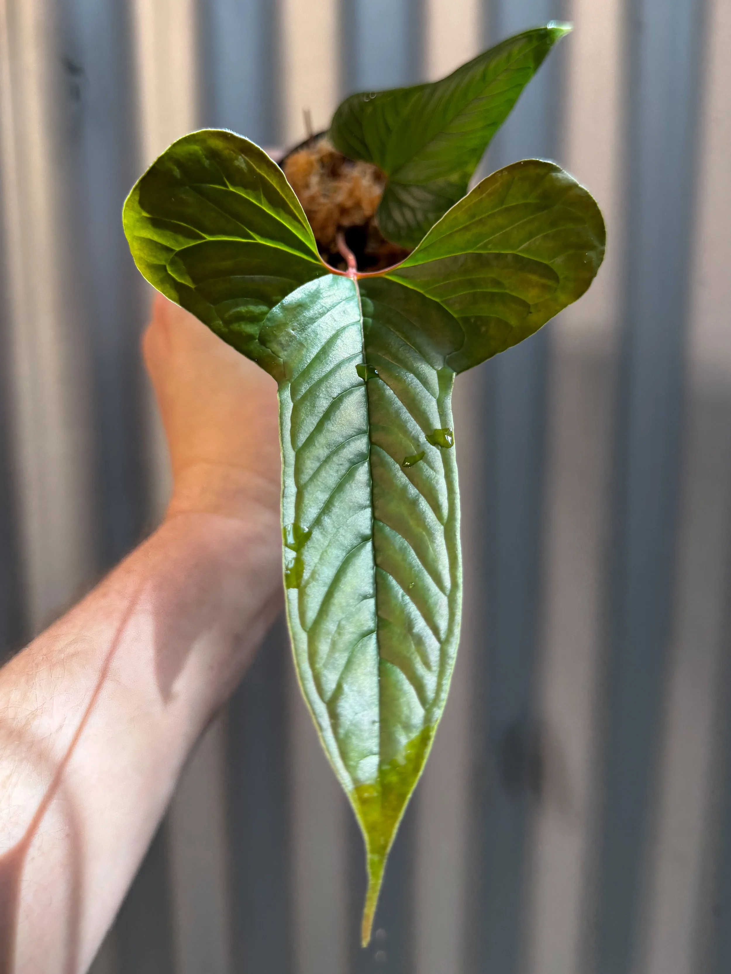Anthurium draconopterum