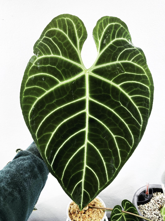 Anthurium Regale Clone