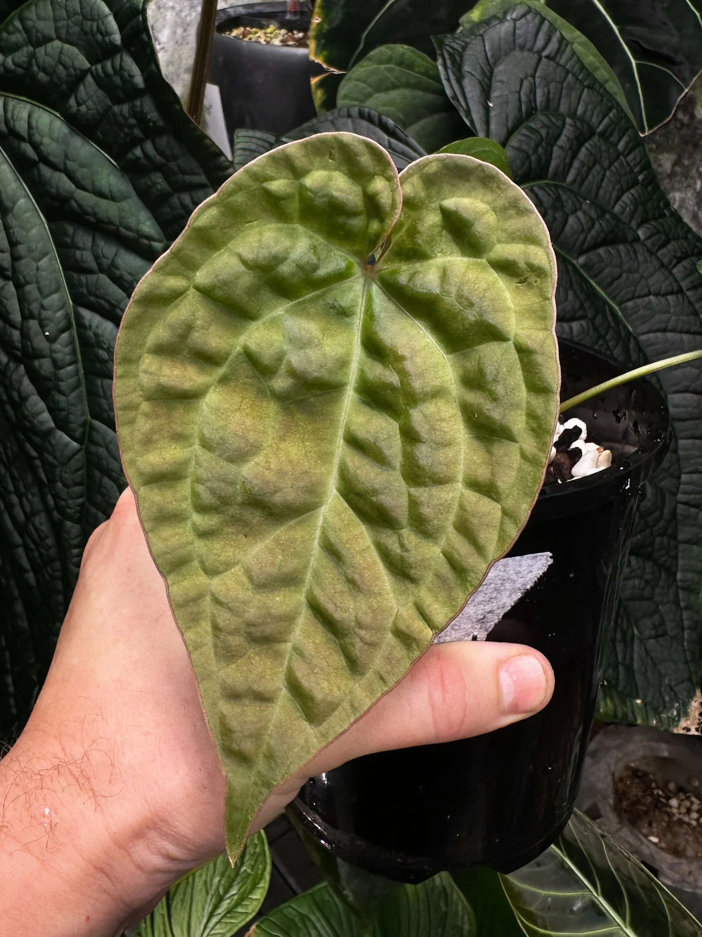 Anthurium "That One"