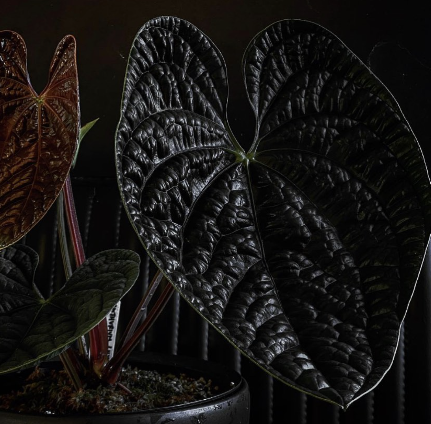 Anthurium Luxurians