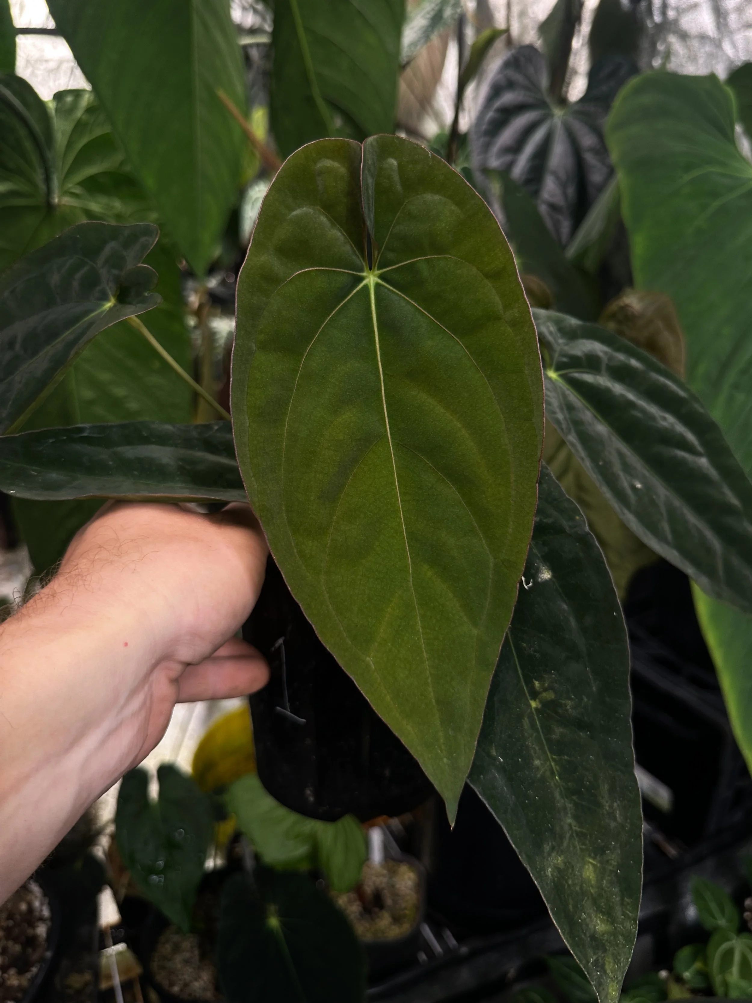 Anthurium Black Mirror (1)