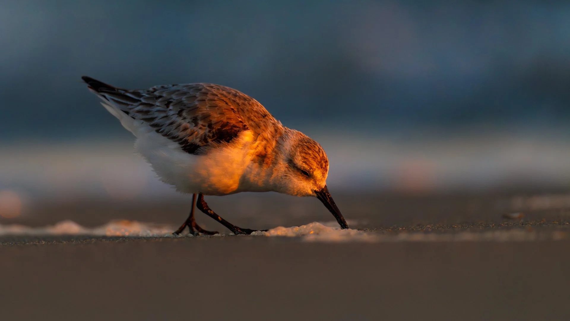 sanderling.sunset.feeding2.jpg