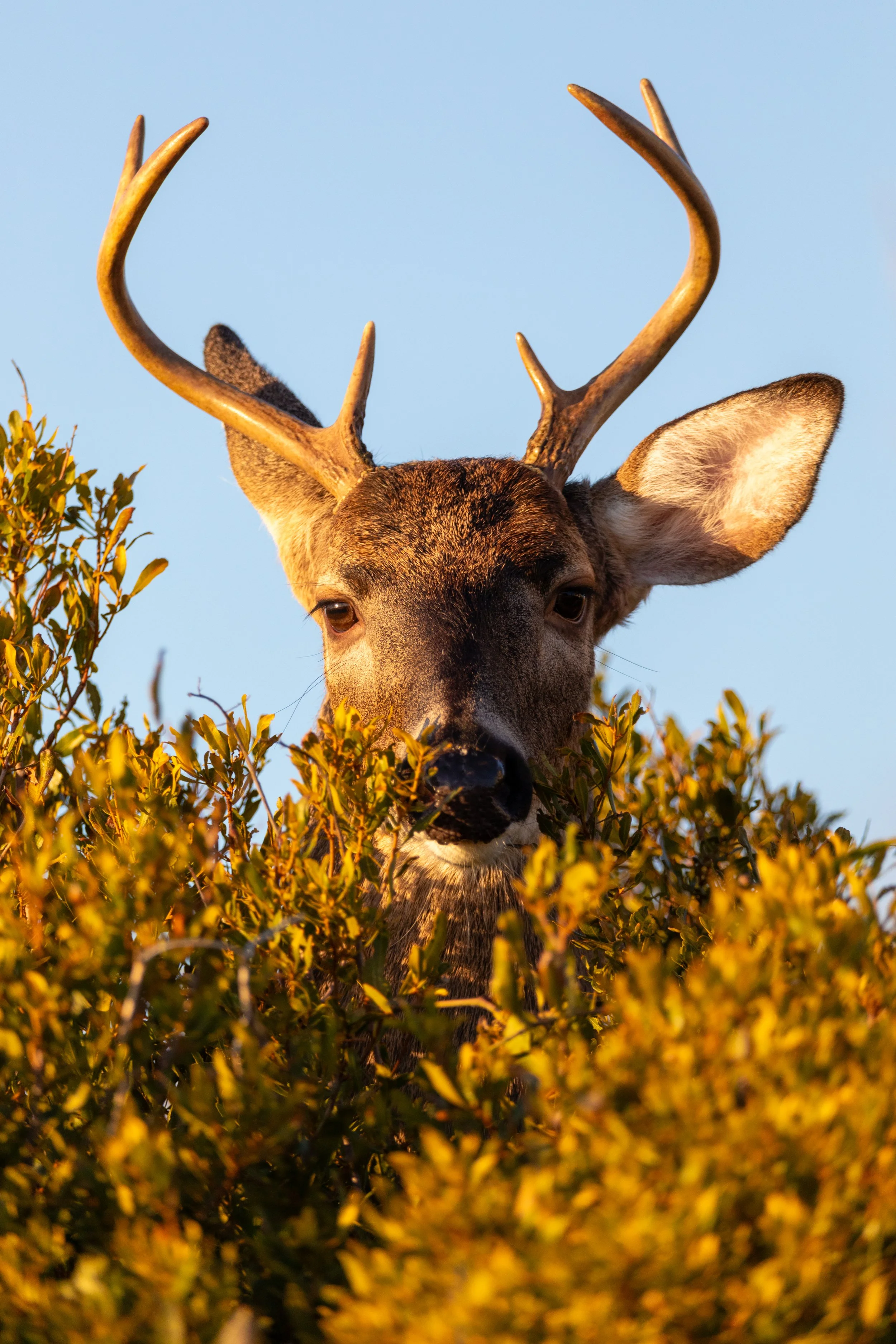 Deer.head.portrait.jpg