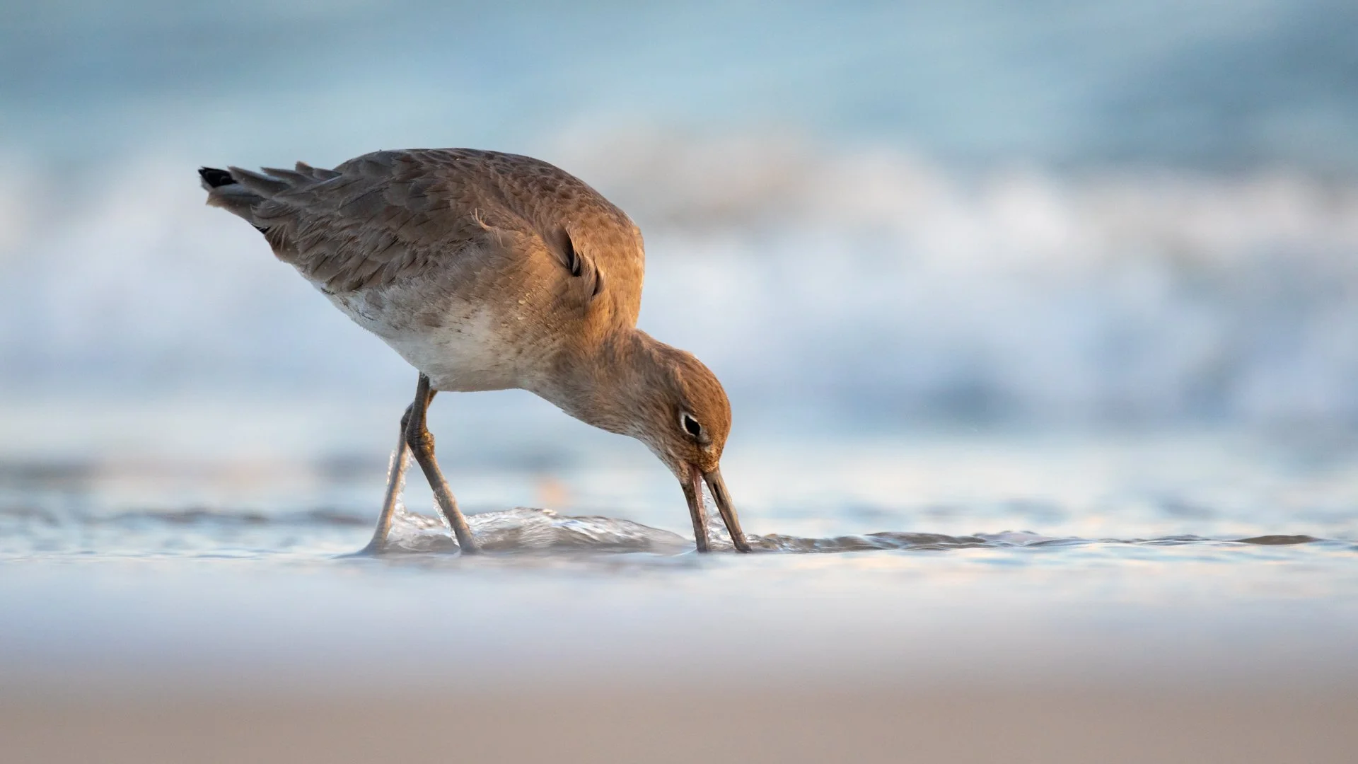 willet.feeding.jpg