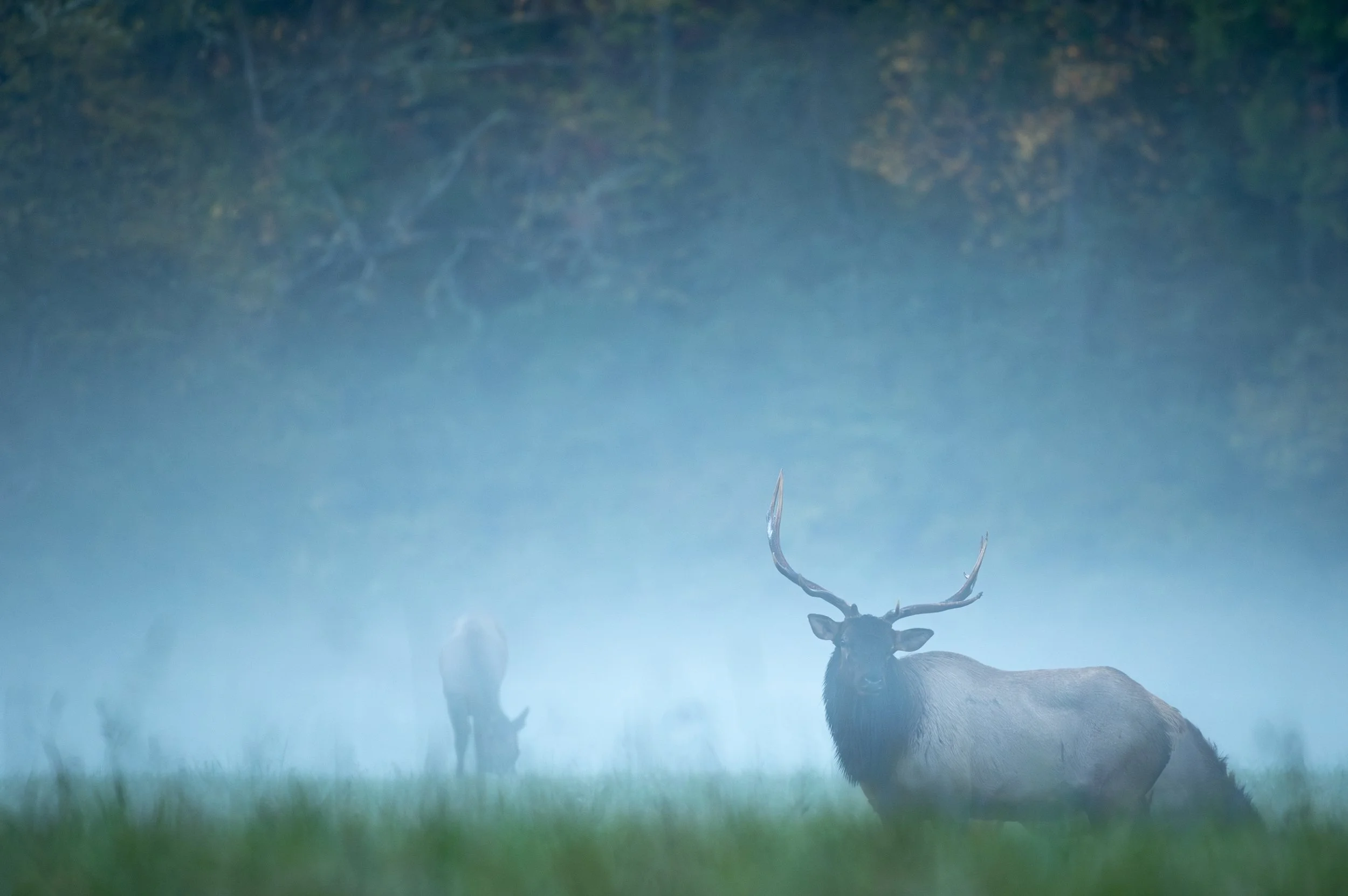 elkmorningmist.jpg