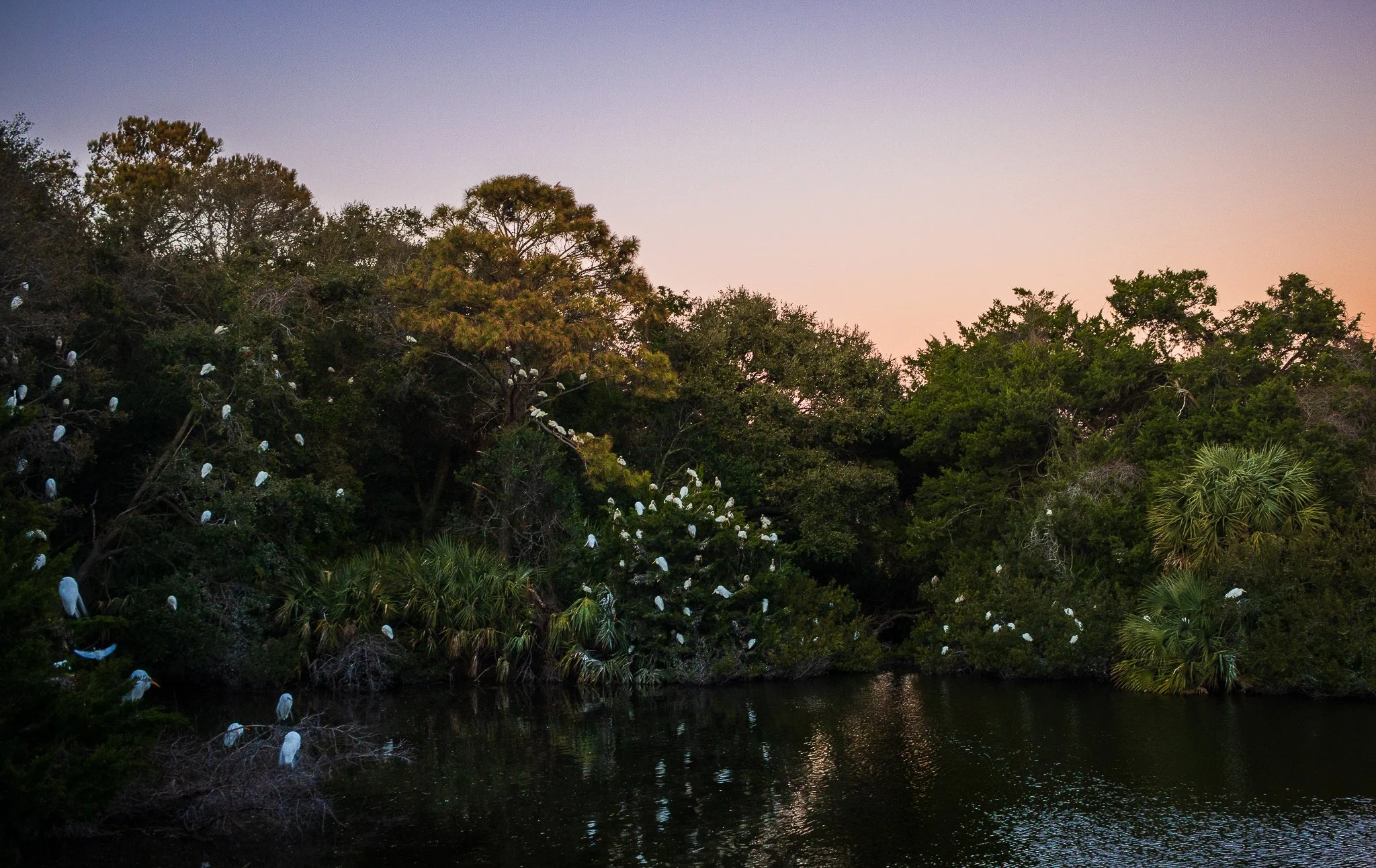 (website) night marsh 2.jpg