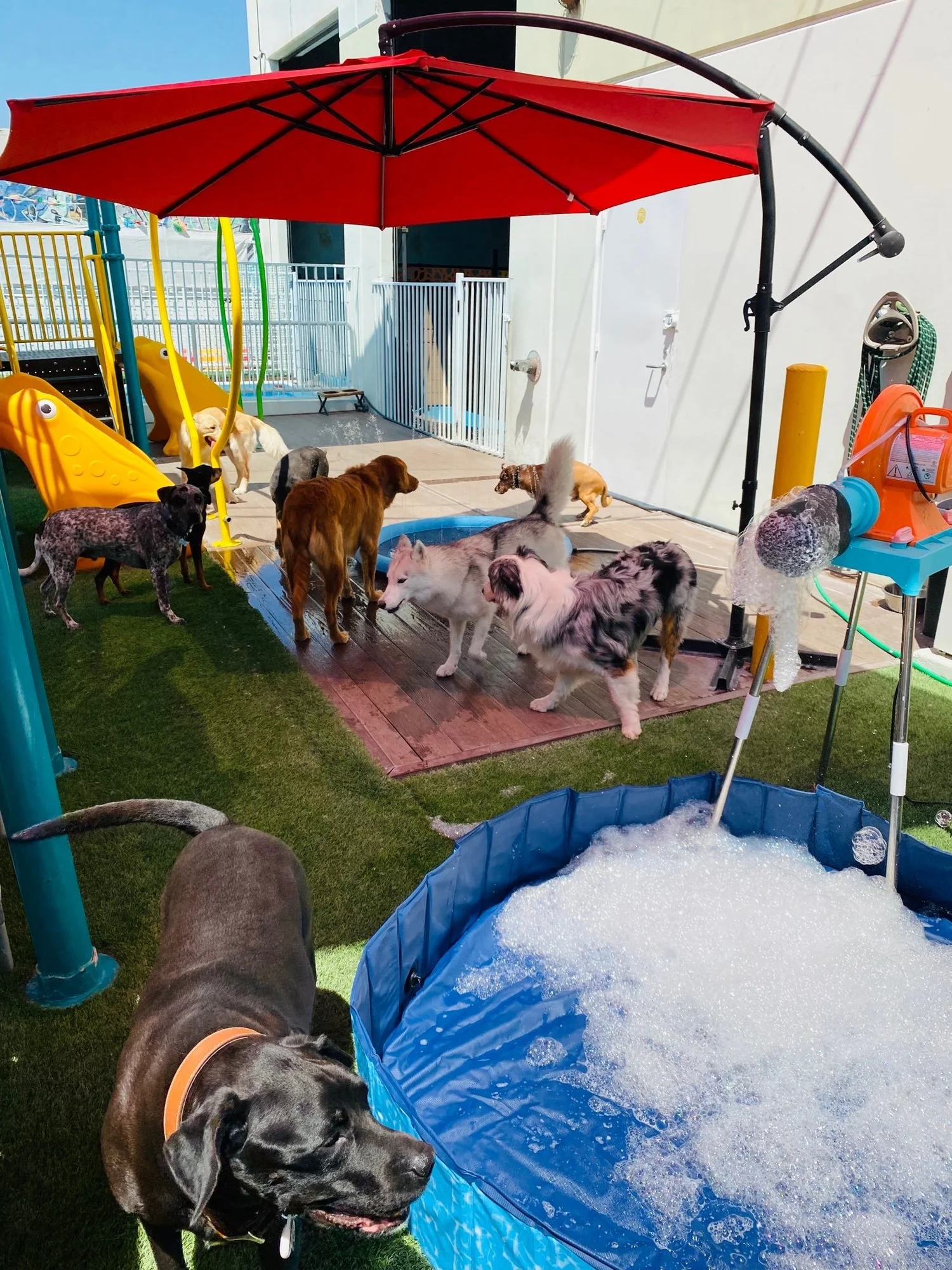 Premium Dog Boarding in Los Angeles South Park Doggieland Staycare