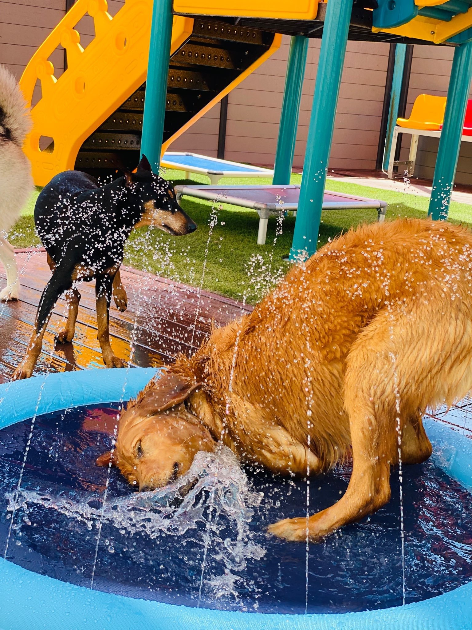 Doggie Water Park Activity