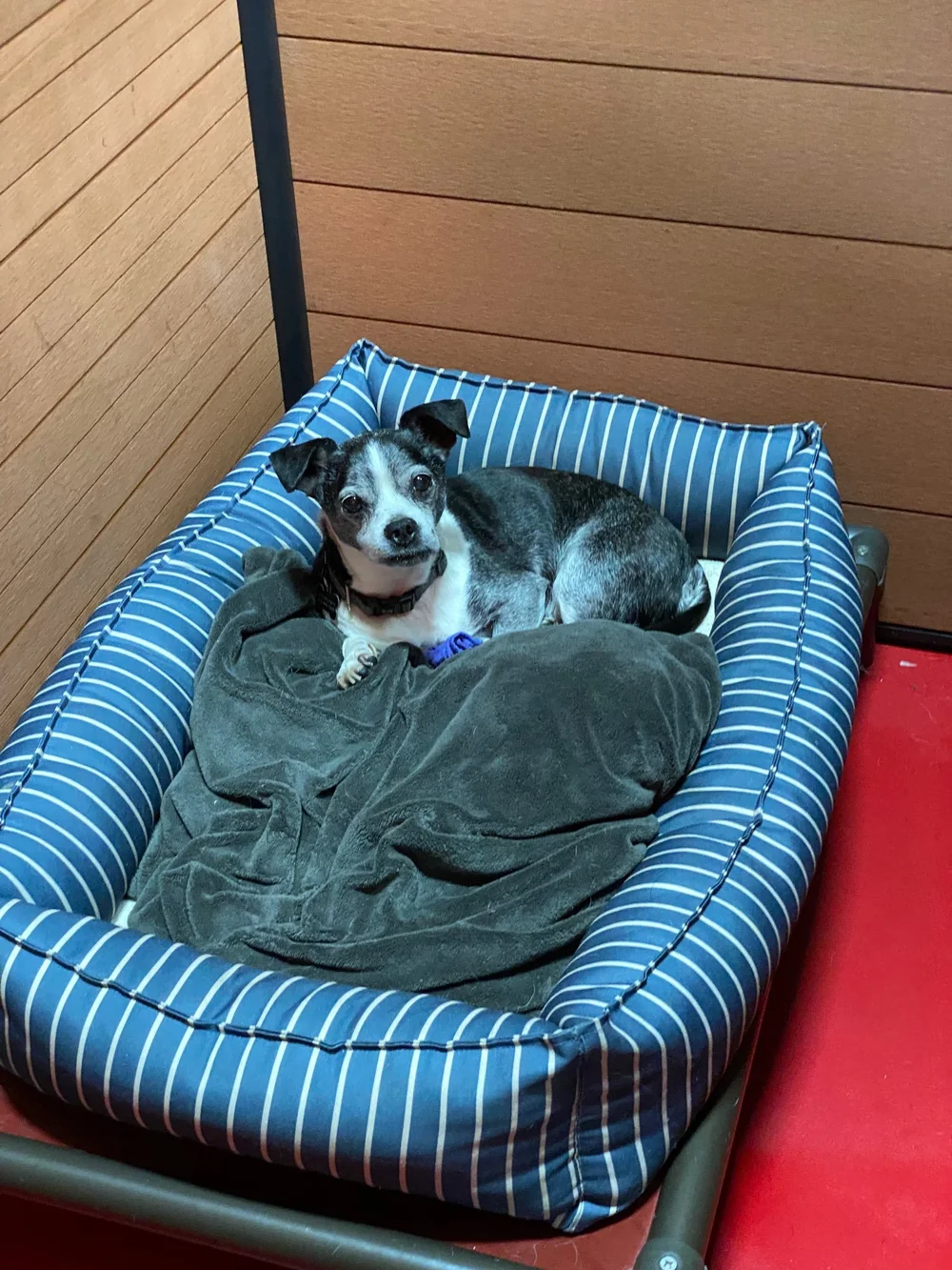 Premium Dog Boarding in Los Angeles South Park Doggieland Staycare