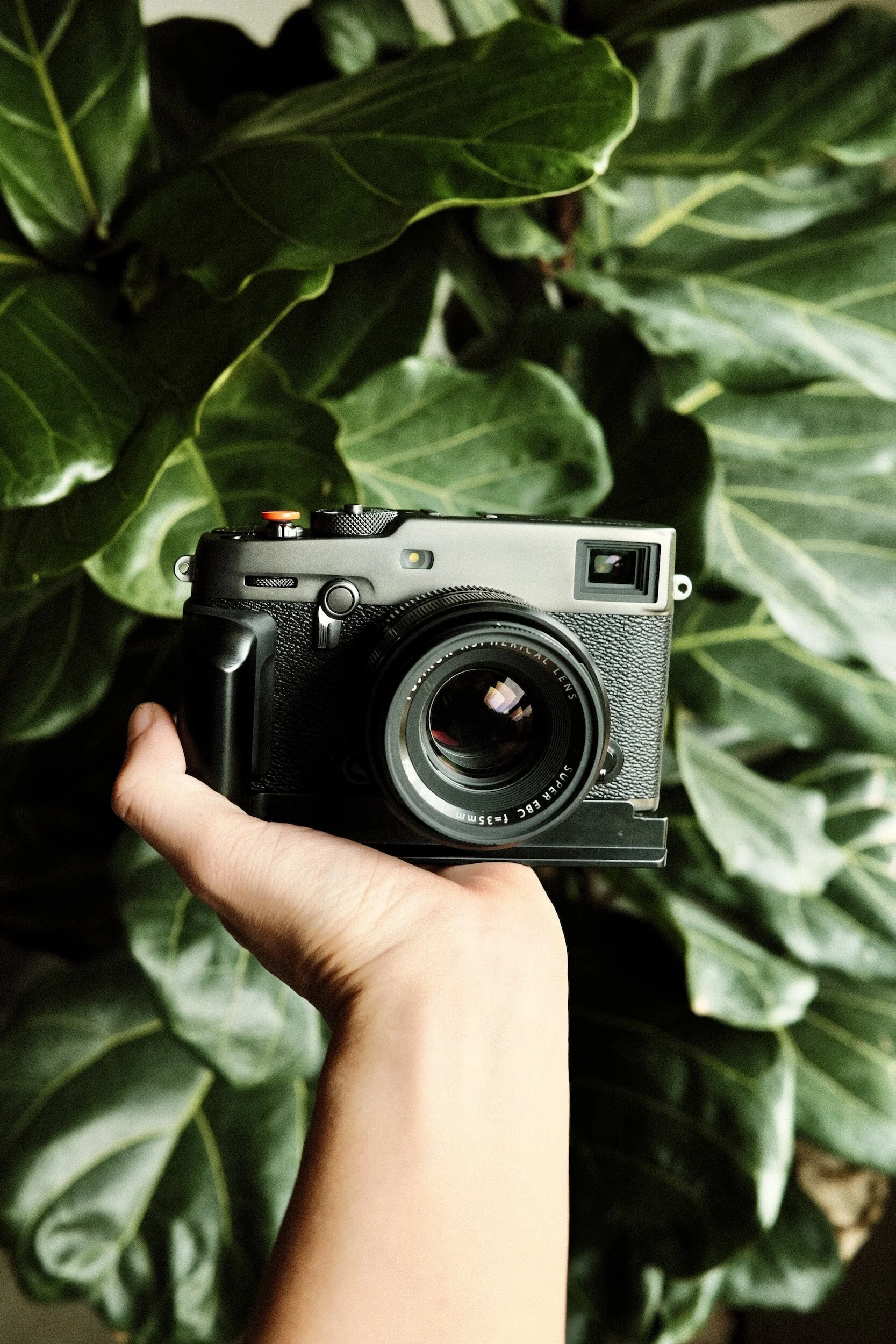 A hand holding a vintage-style camera with a large lens, set against a backdrop of green leafy plants.