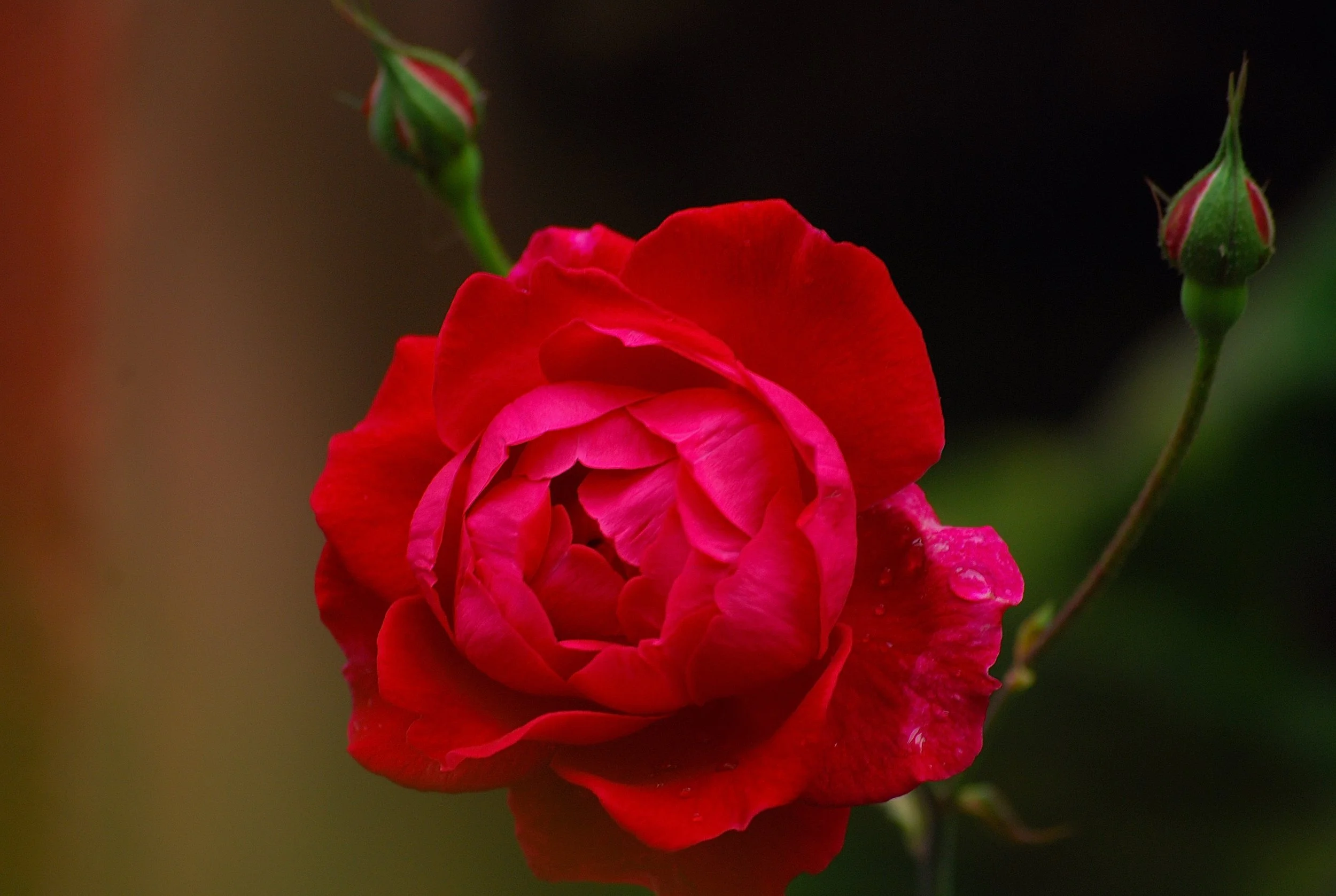 DSC_0004.JPG
