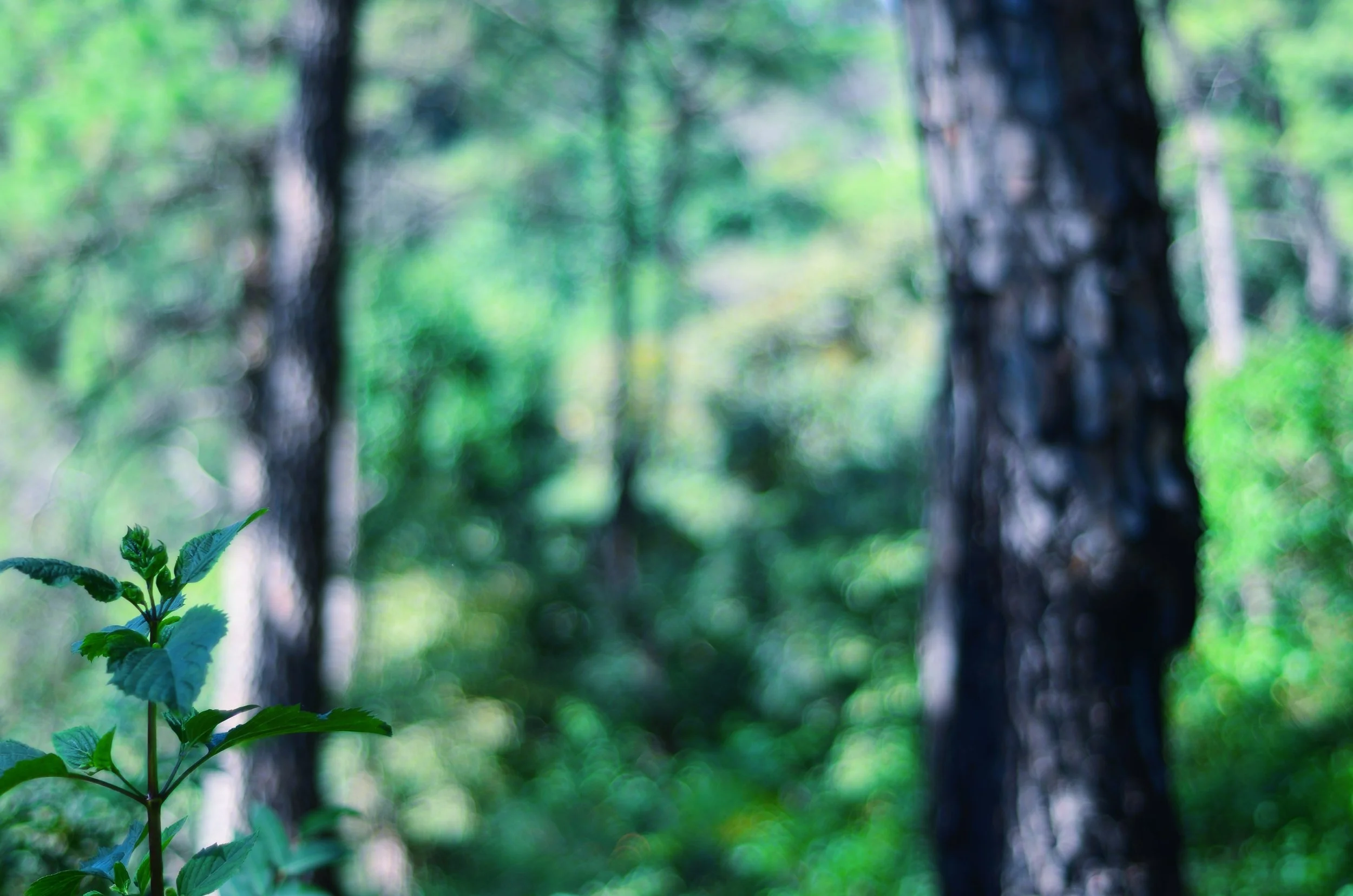 the leaves..