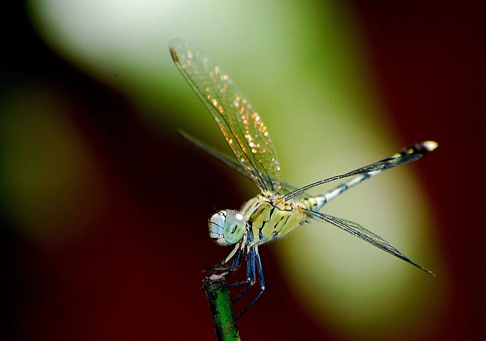 DSC_0013.JPG