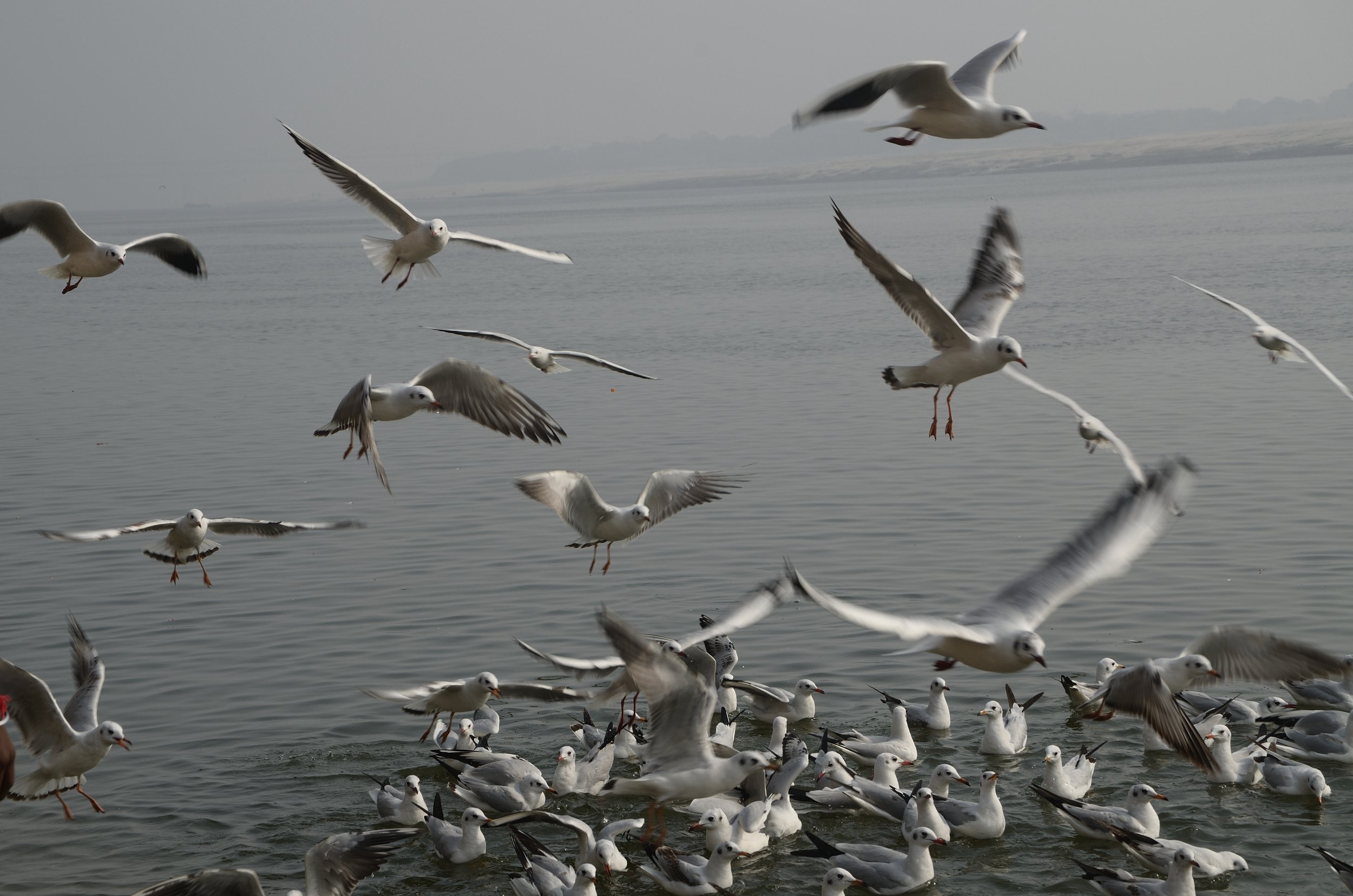 RAJ_2710.JPG