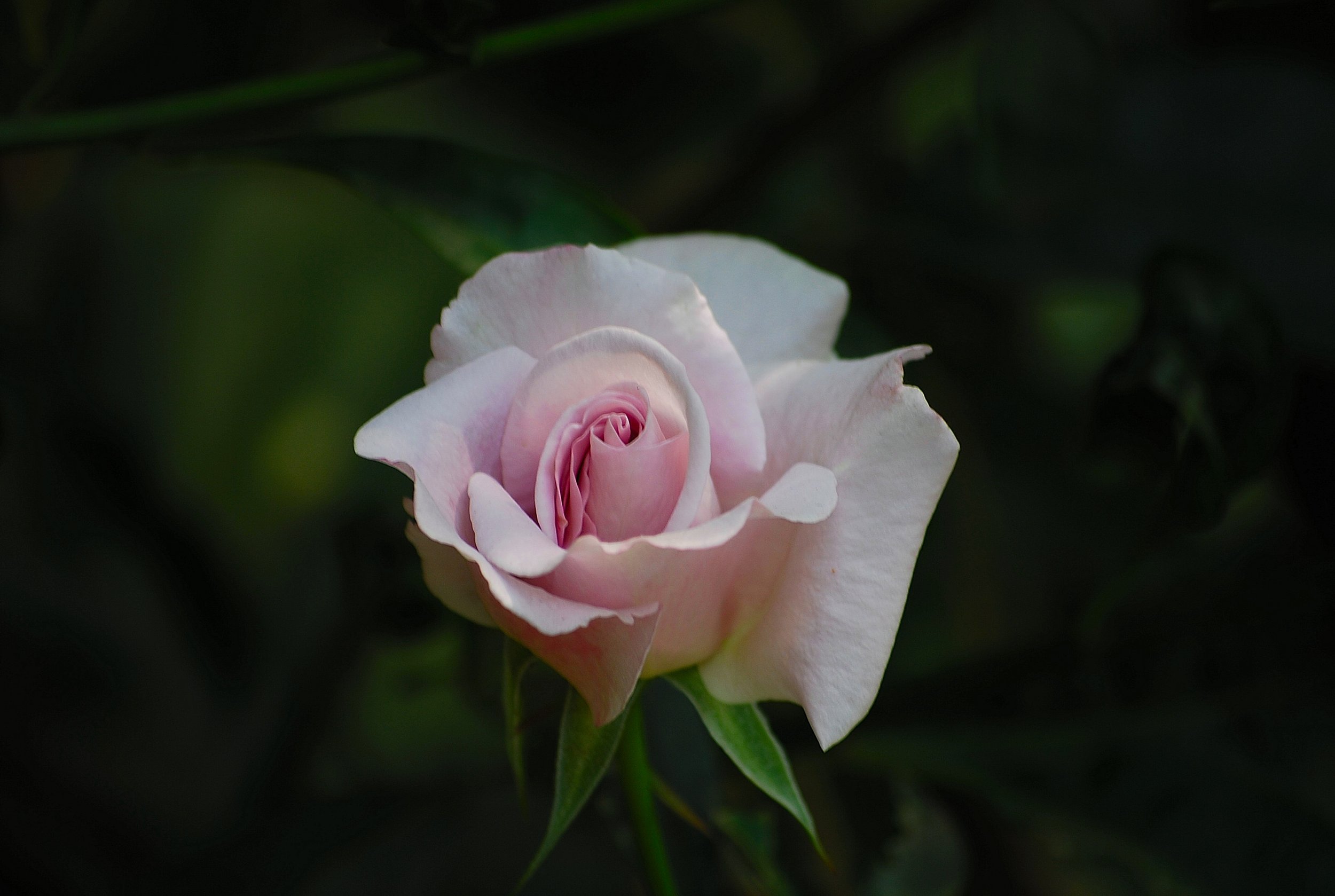 DSC_0007.JPG
