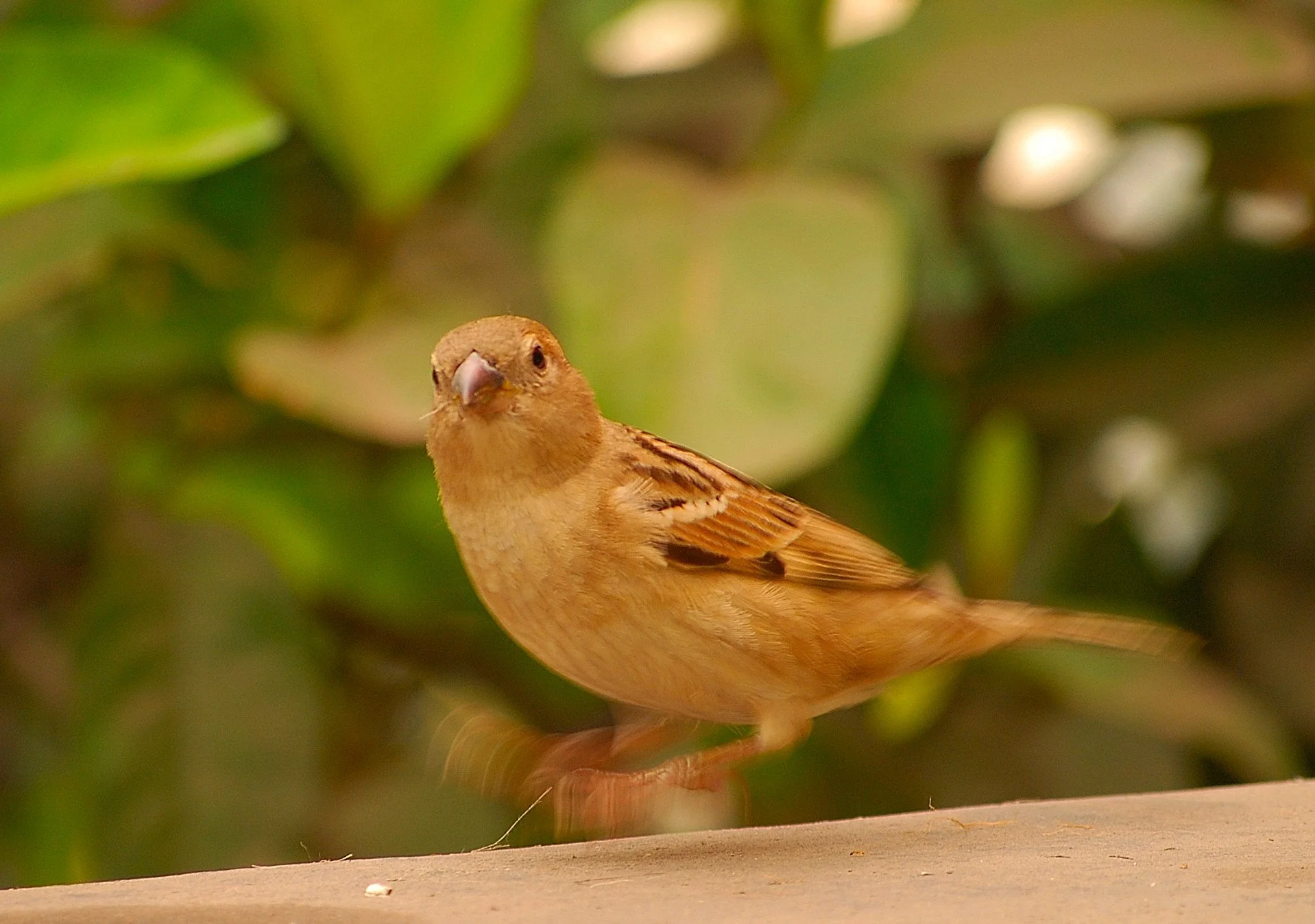 DSC_0006.JPG