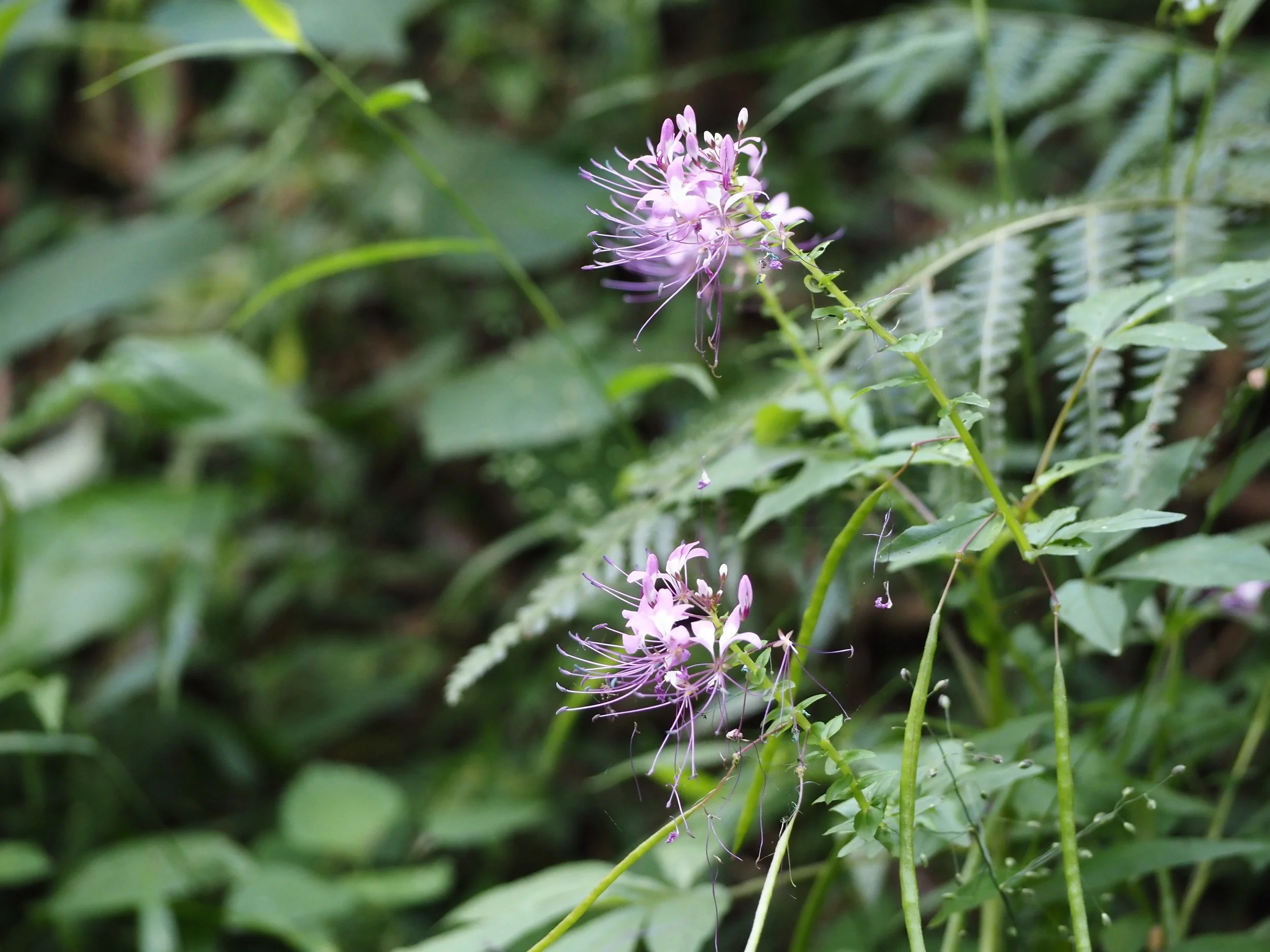 P4211463.JPG
