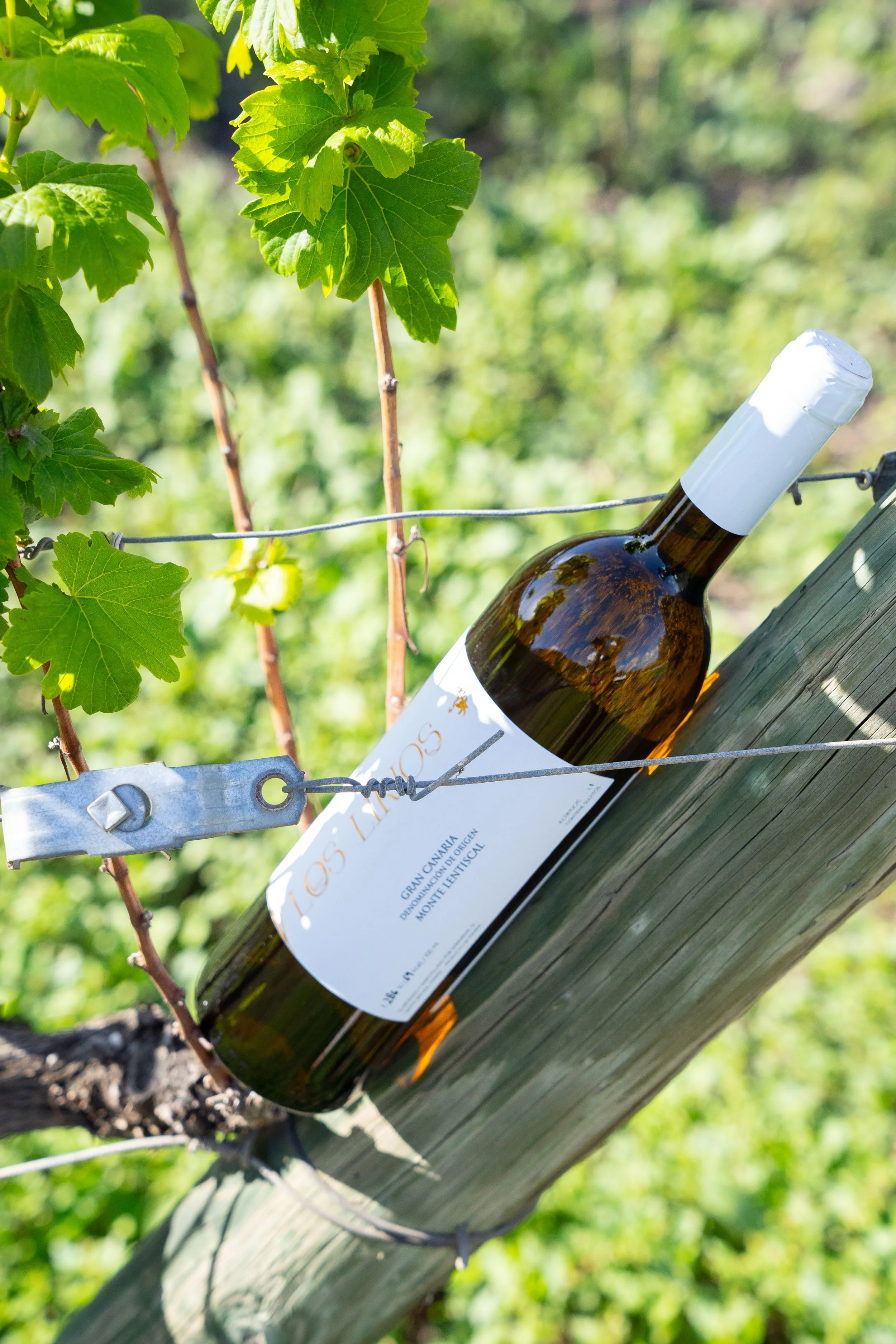 LOS LIRIOS 27  DE DIC-34.jpg