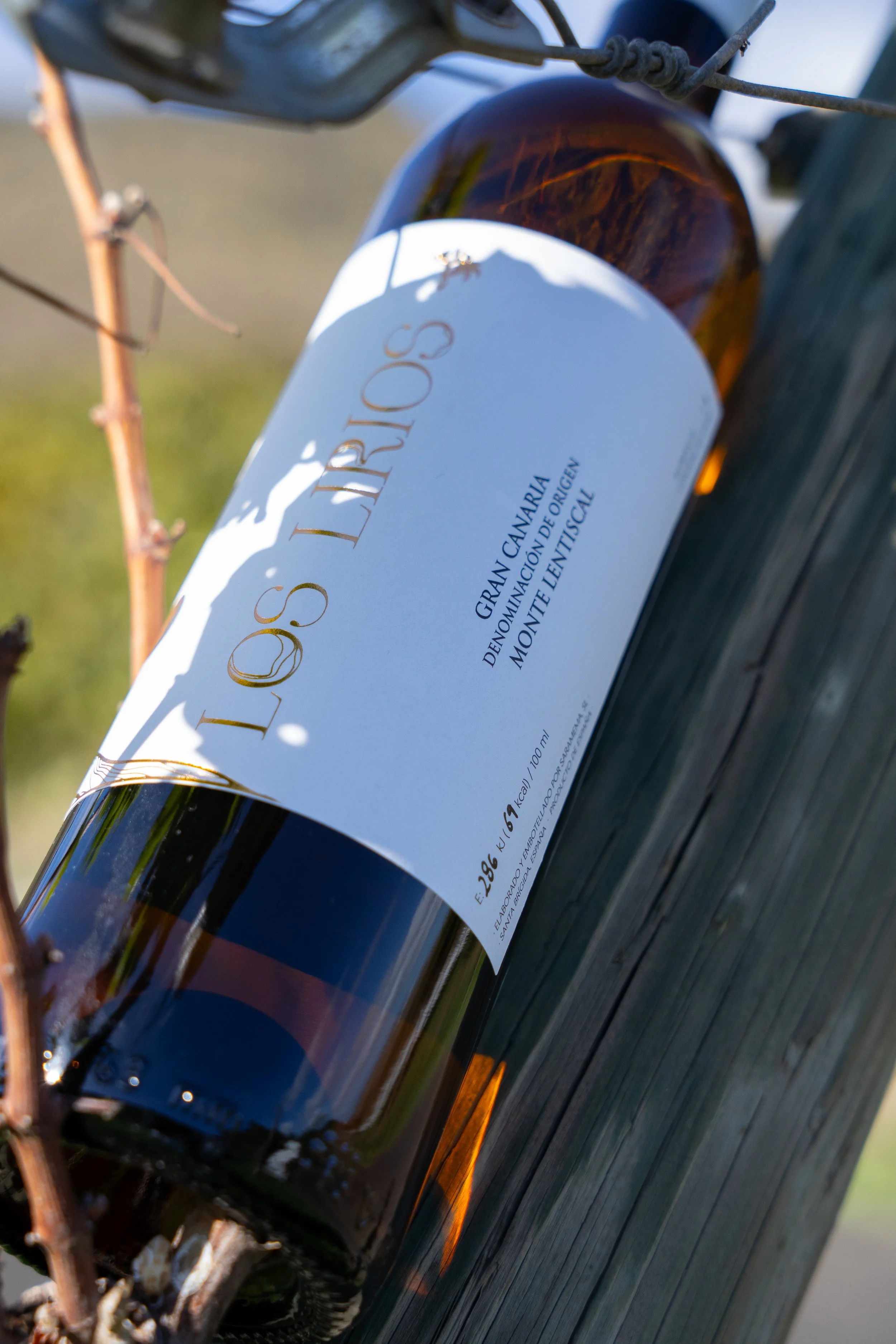 LOS LIRIOS 27  DE DIC-32.jpg