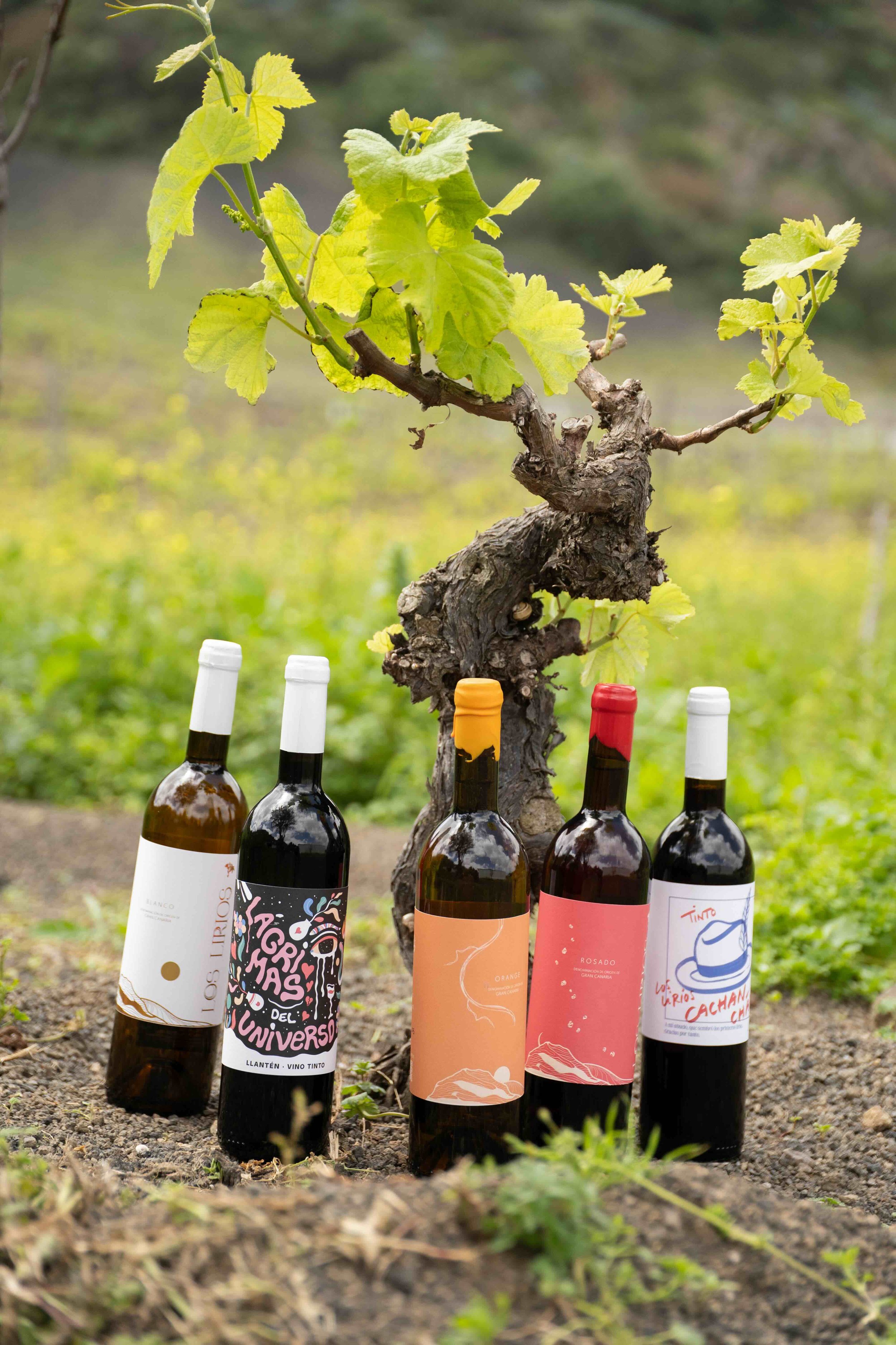 Visita guiada + degustación de 4 vinos