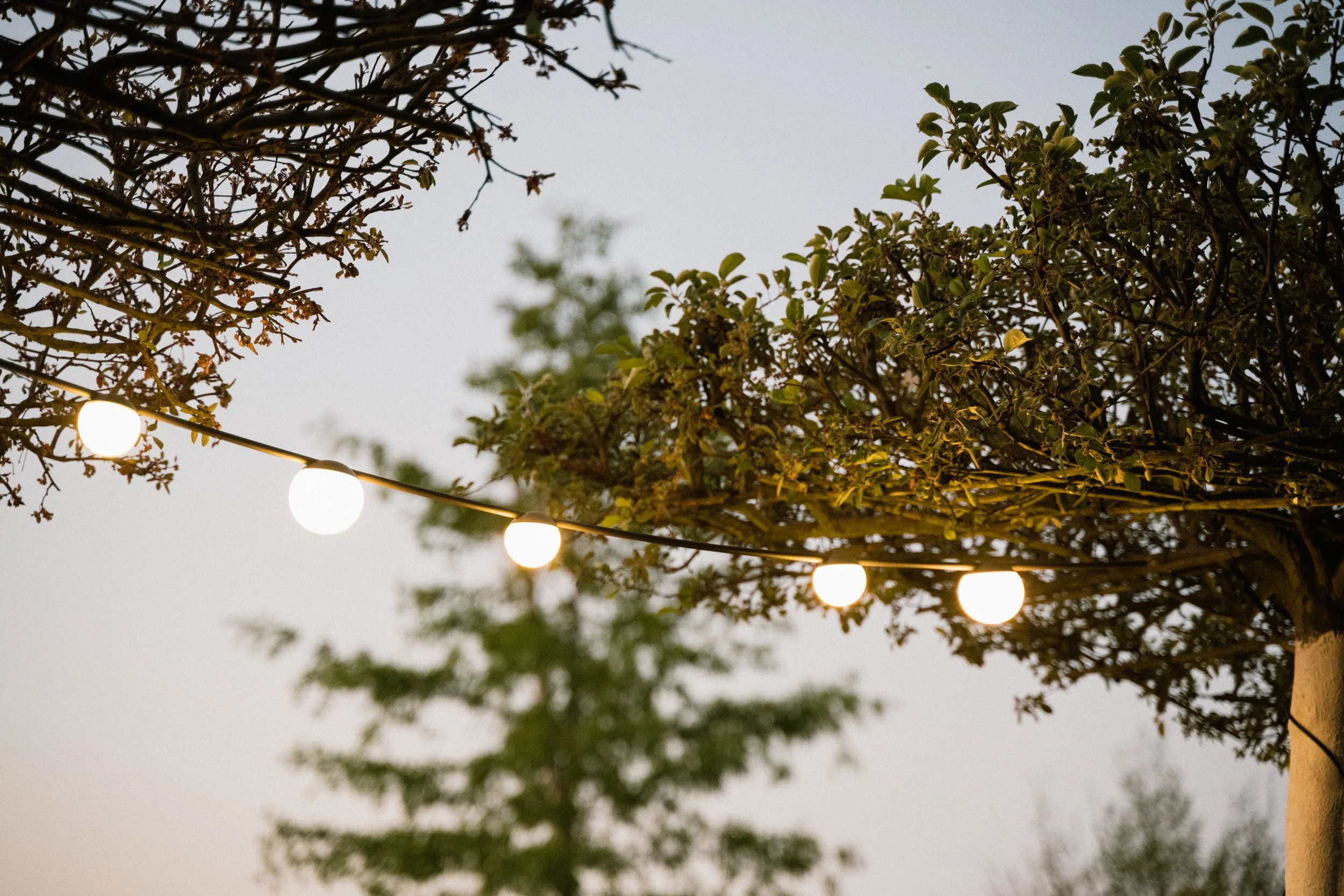 example_picture_designed_by_sds_outside_garden_tamrind_tree_detail