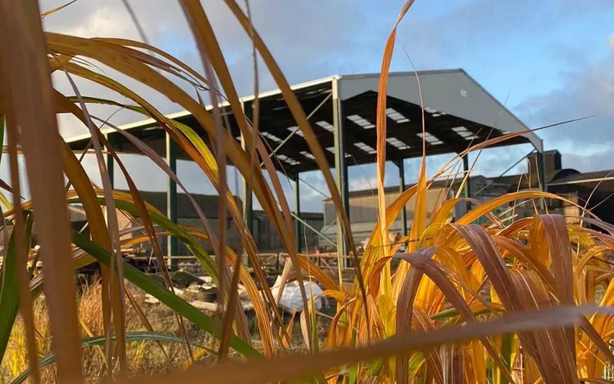 Elephant grass barn.jpg