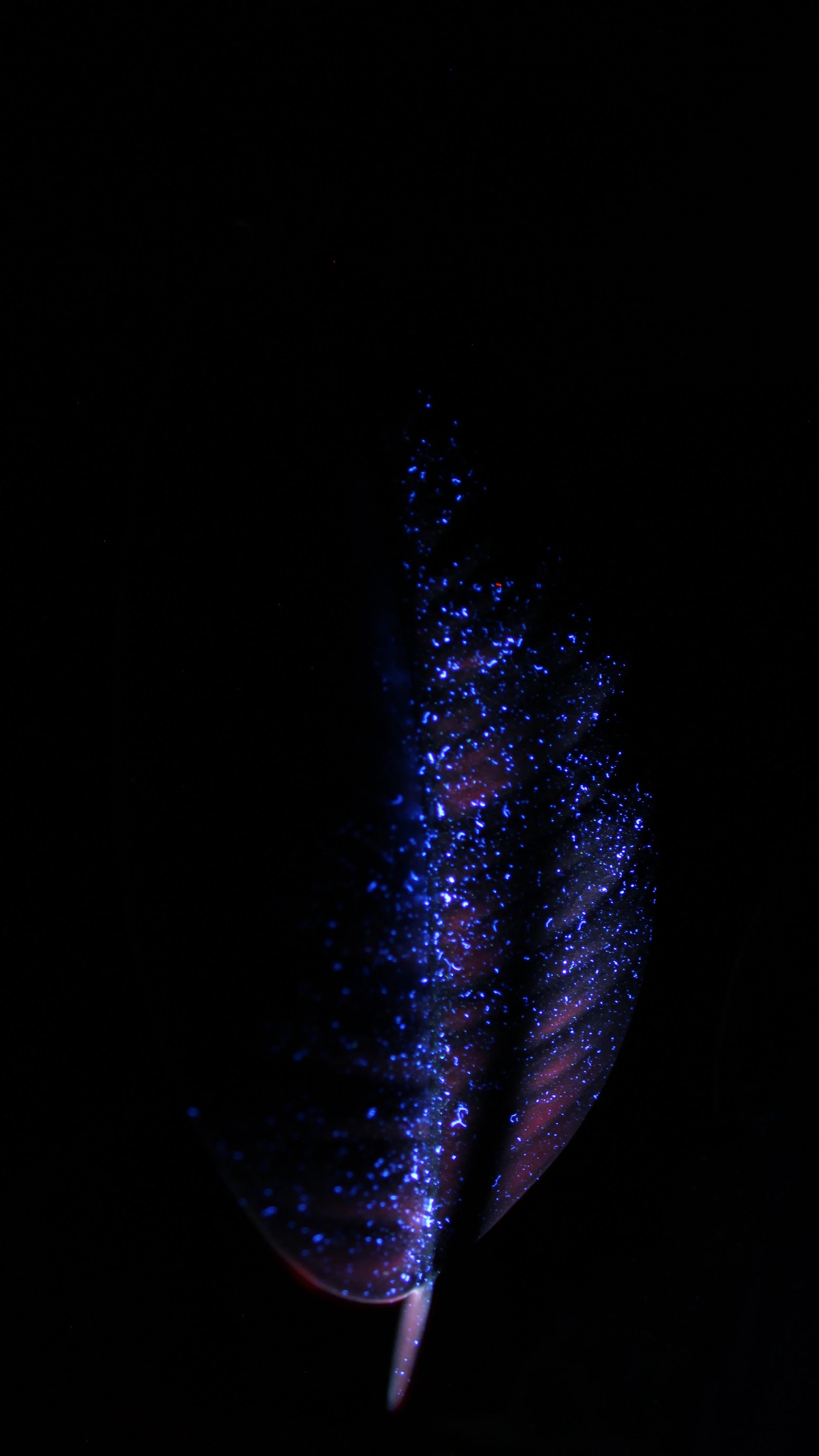 IMG_1502.jpg
