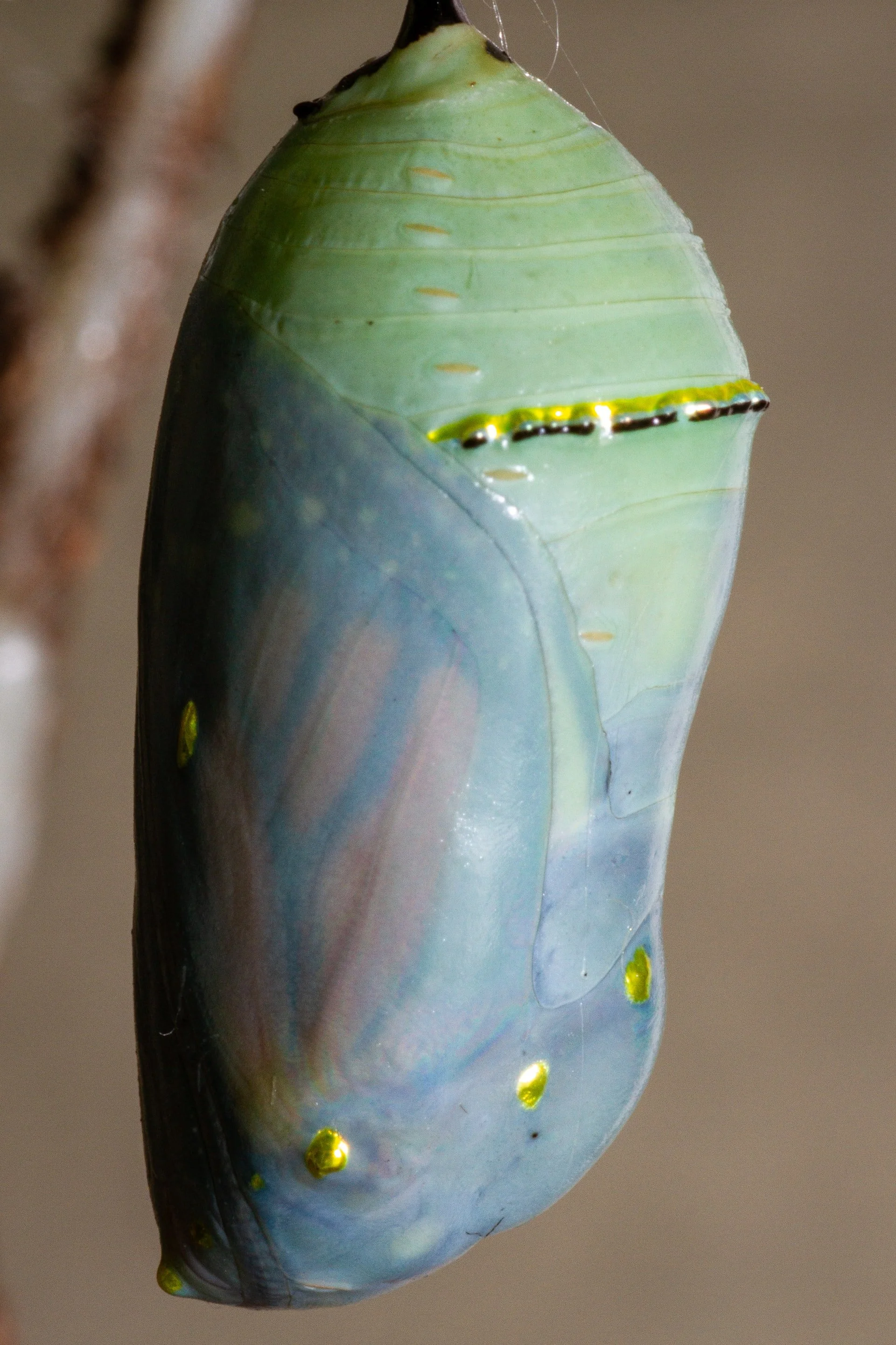 On the chrysalis