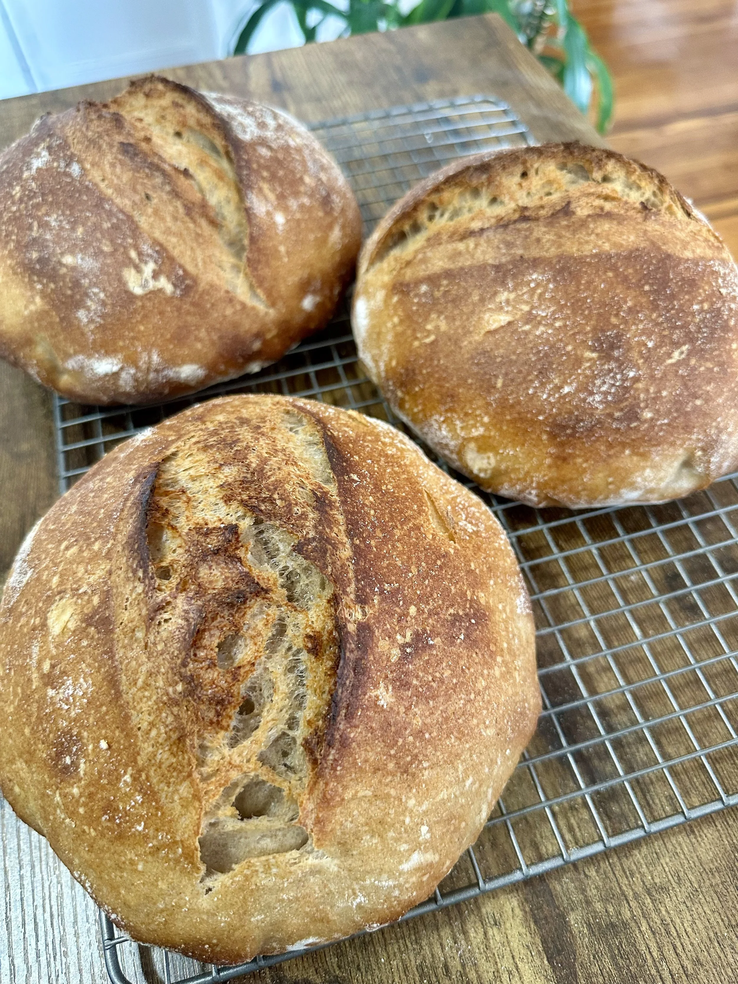 Organic Sourdough