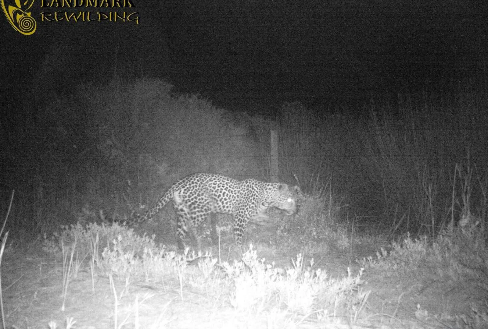 Cape Leopards Return to West Coast National Park After 170 Years