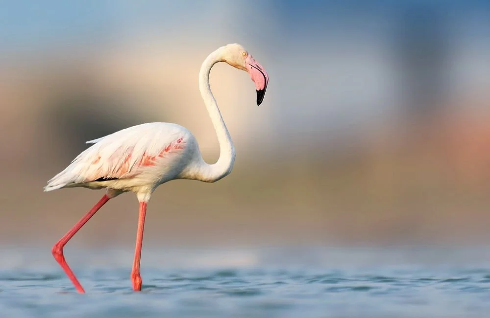 The Whycation of the West Coast