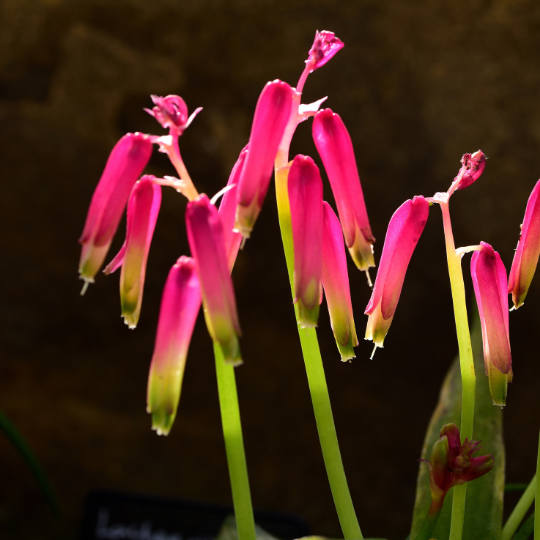 West Coast National Park Fynbos and Accommodation | Whalesong Beach Cottage