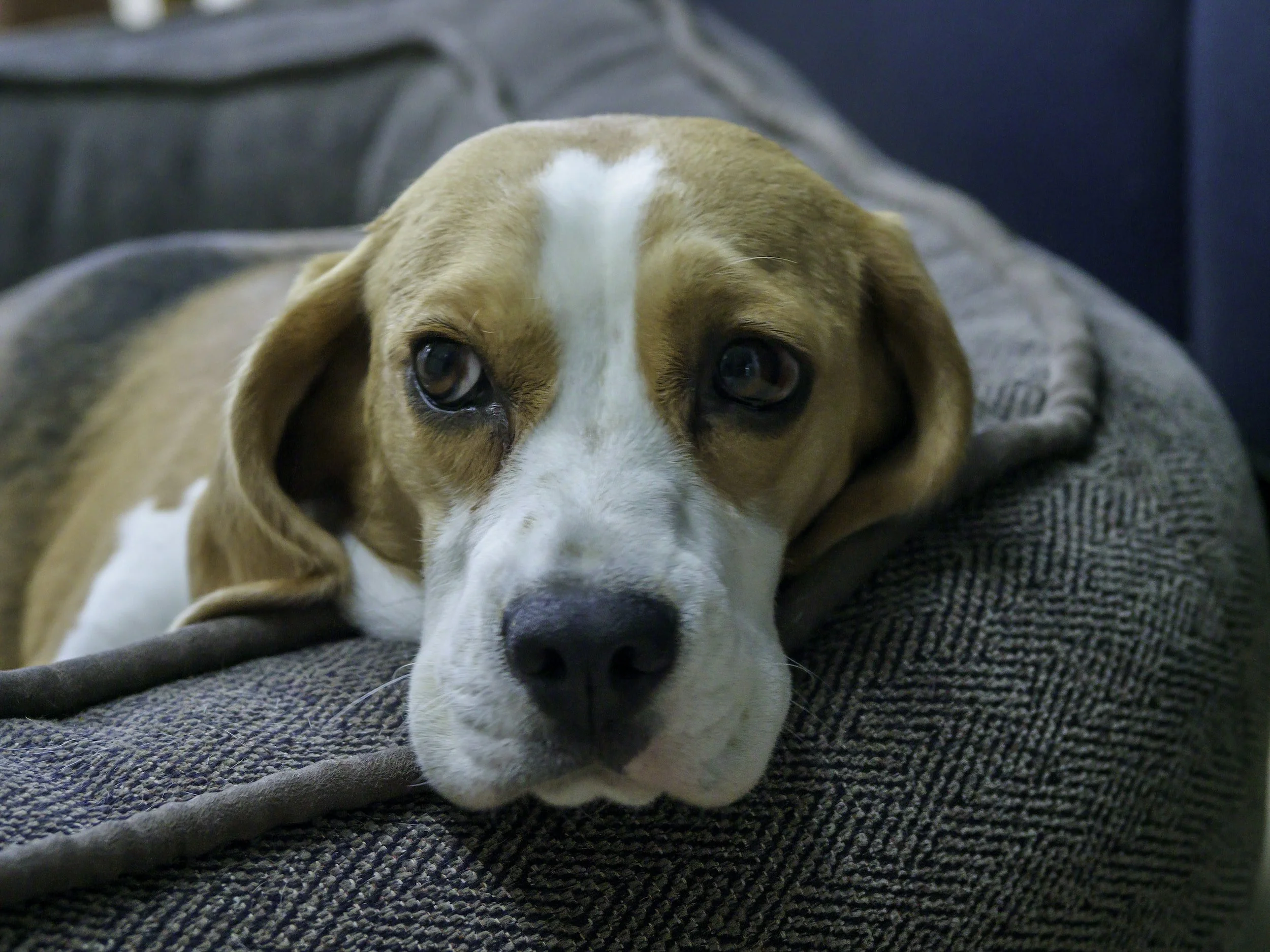 best dog food for beagle